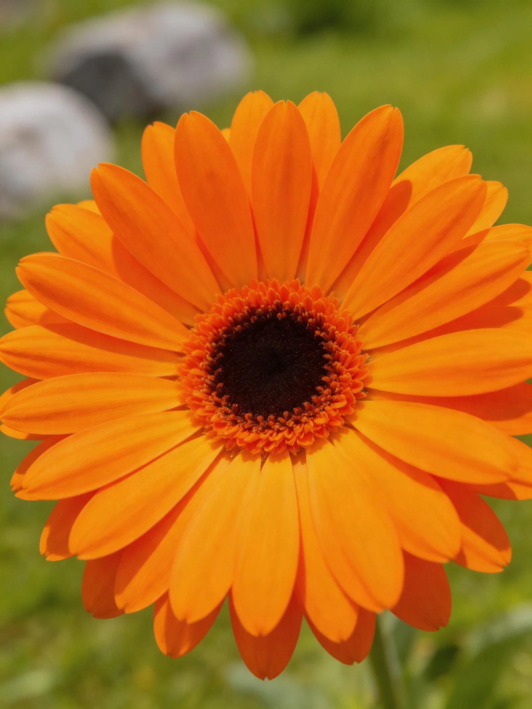 A vibrant orange flower with a dark central disk