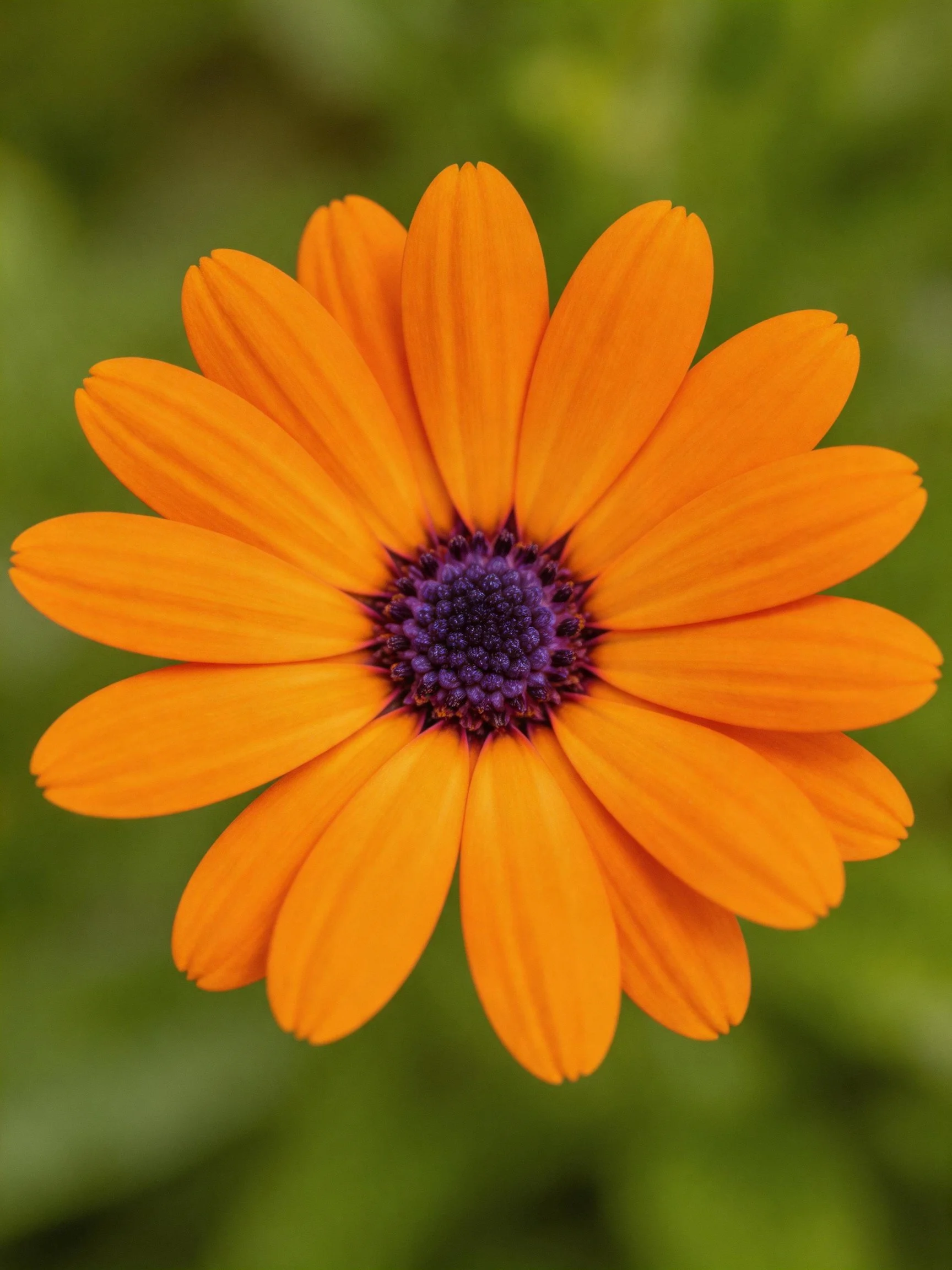 A vibrant orange flower with a deep purple center on a green background