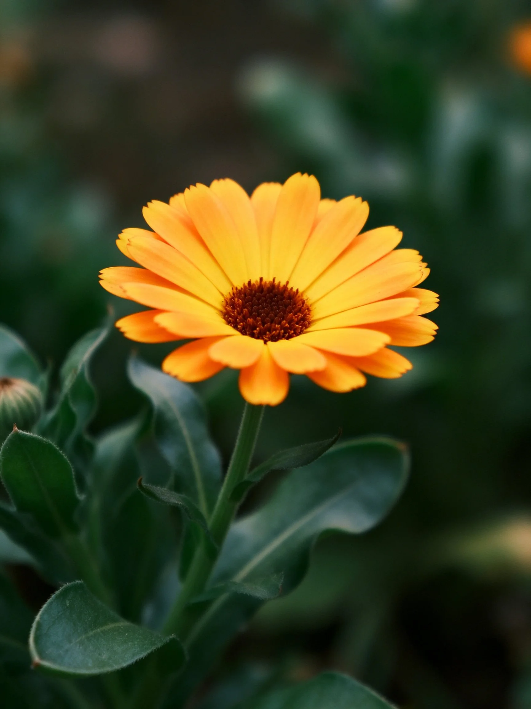 A vibrant orange flower with dark center amidst green foliage