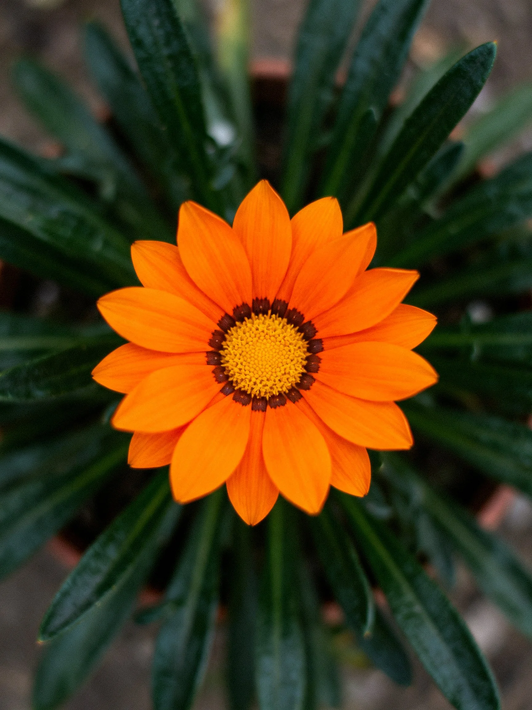 A vibrant orange flower with dark green foliage