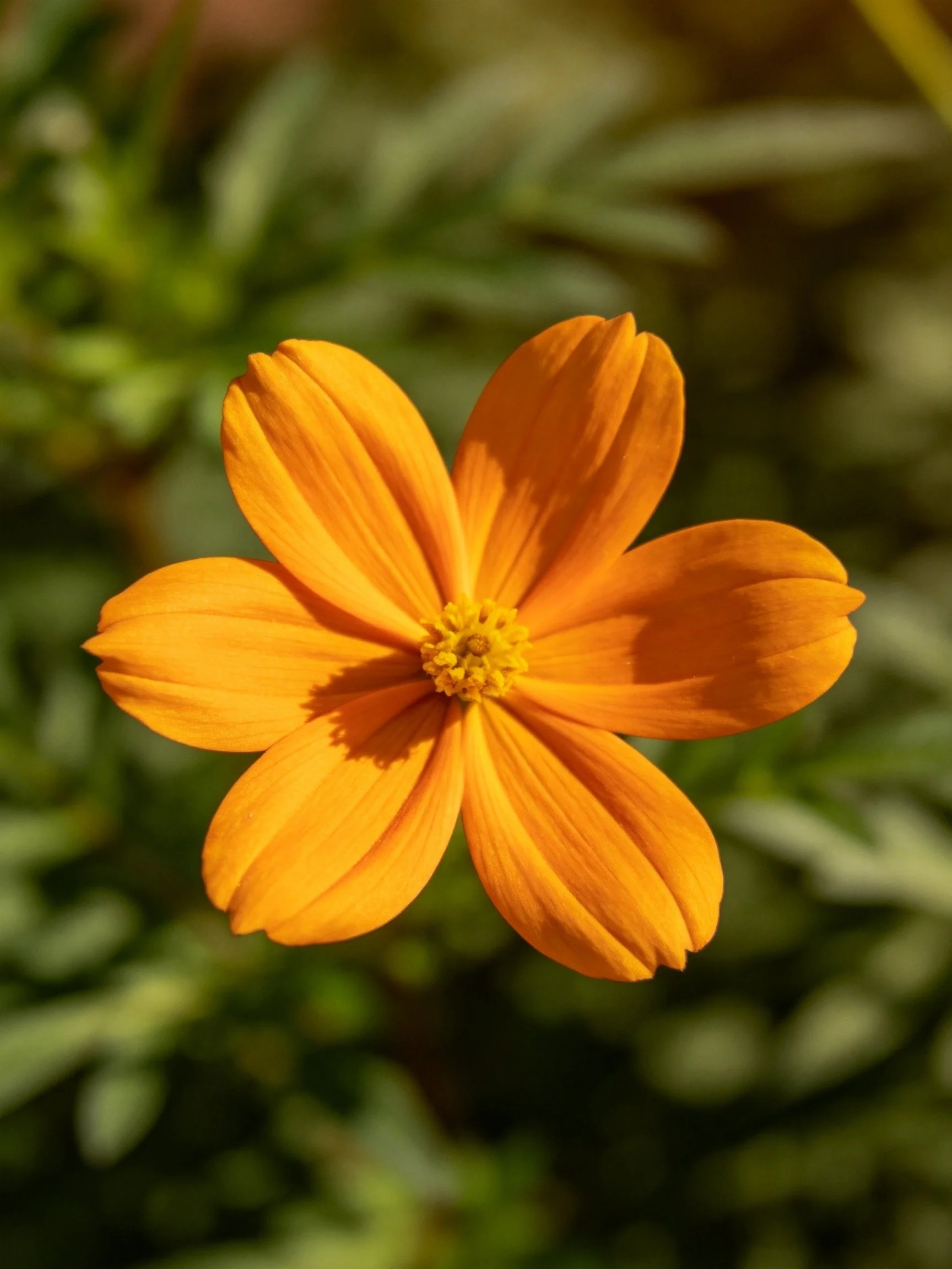 A vibrant orange flower with five petals surrounded by green foliage