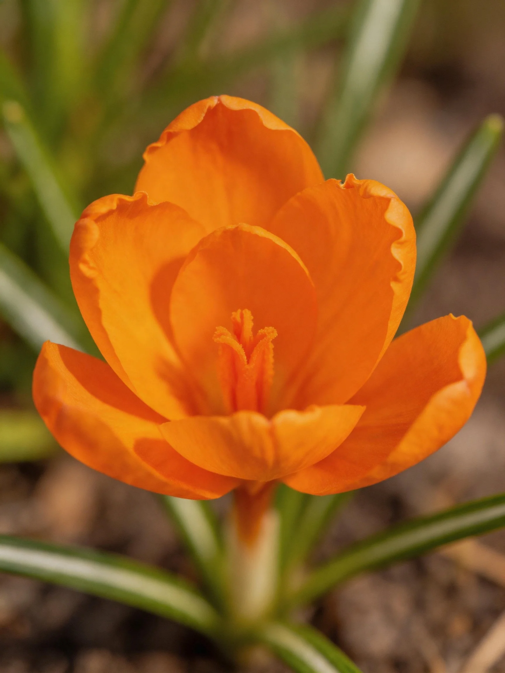 A vibrant orange flower with layered petals and green stems