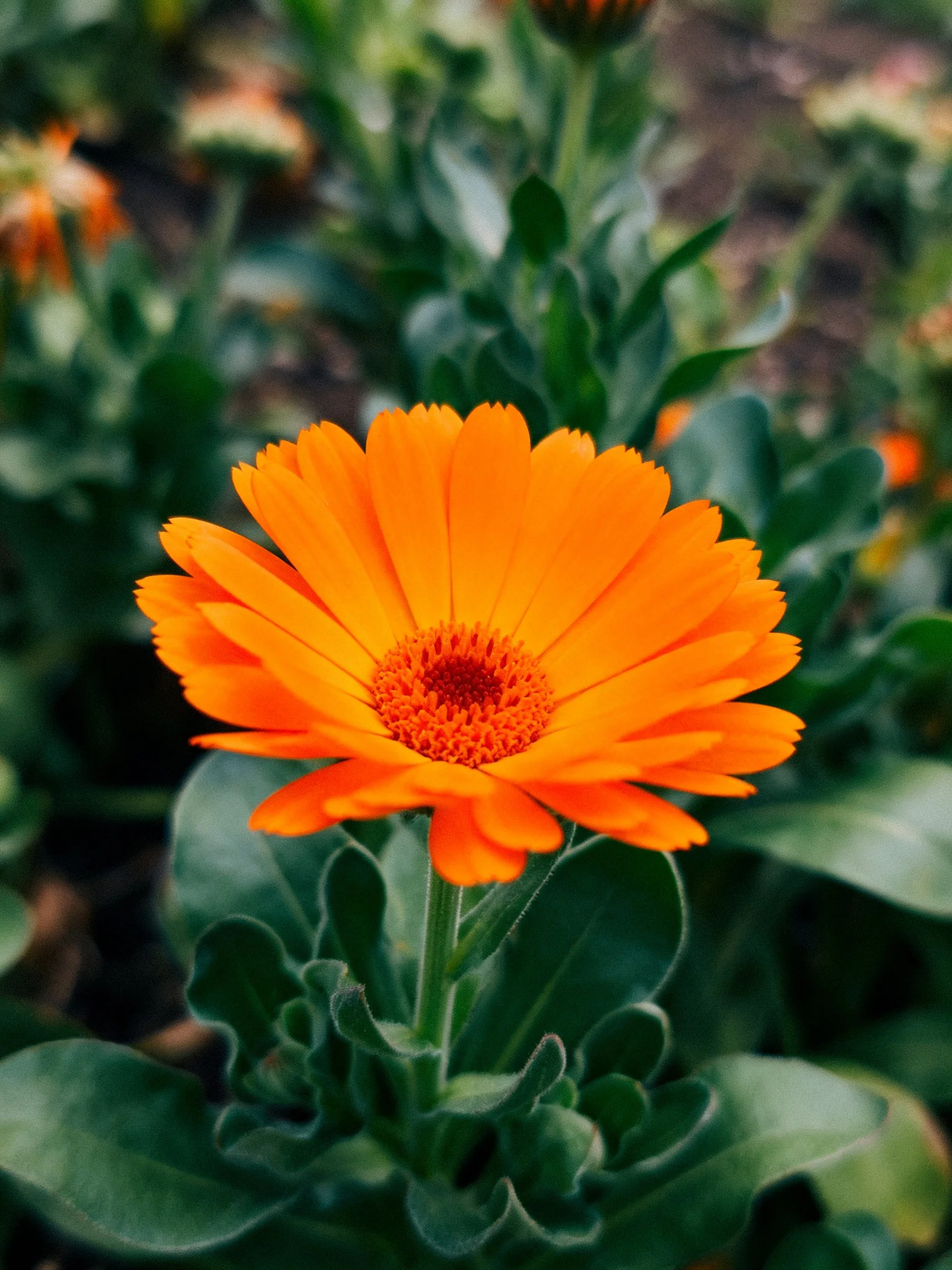 A vibrant orange flower with lush green foliage