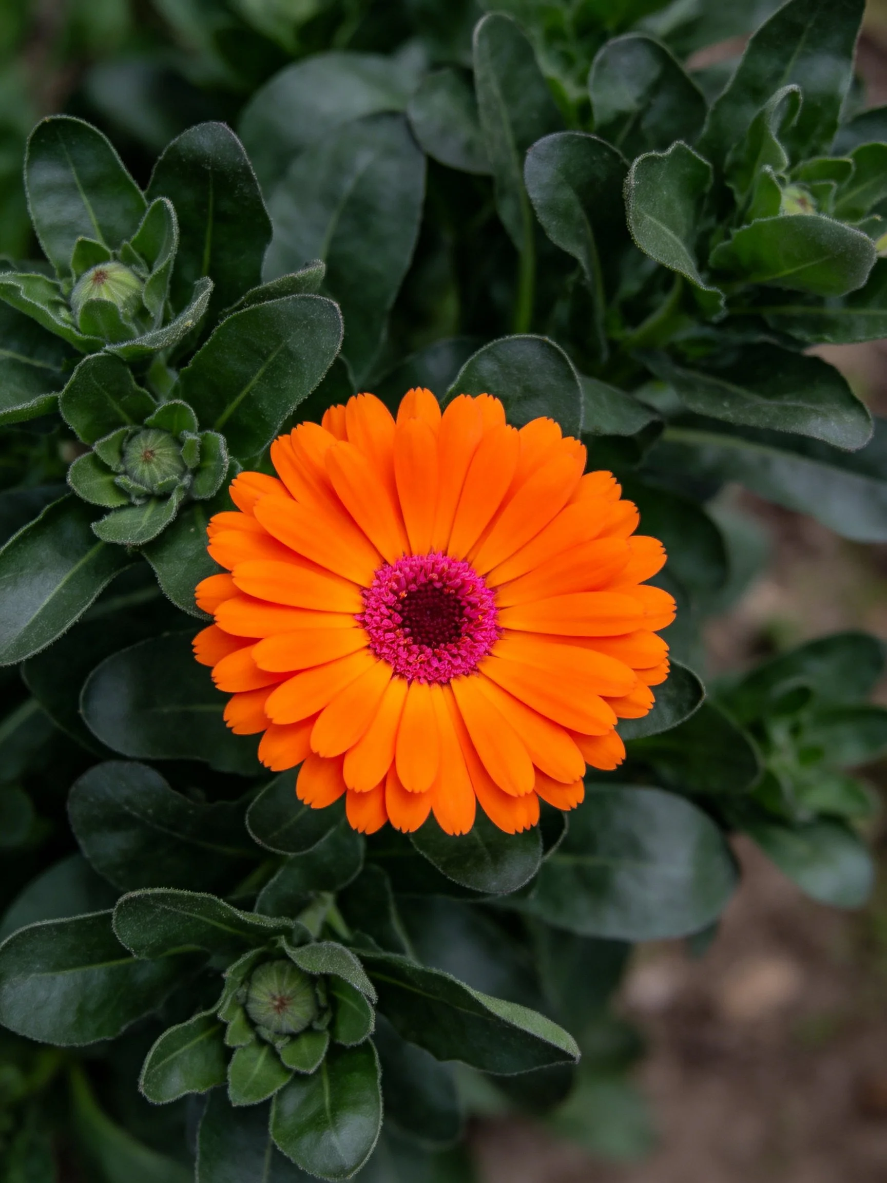 A vibrant orange flower with pink center amid dark green leaves