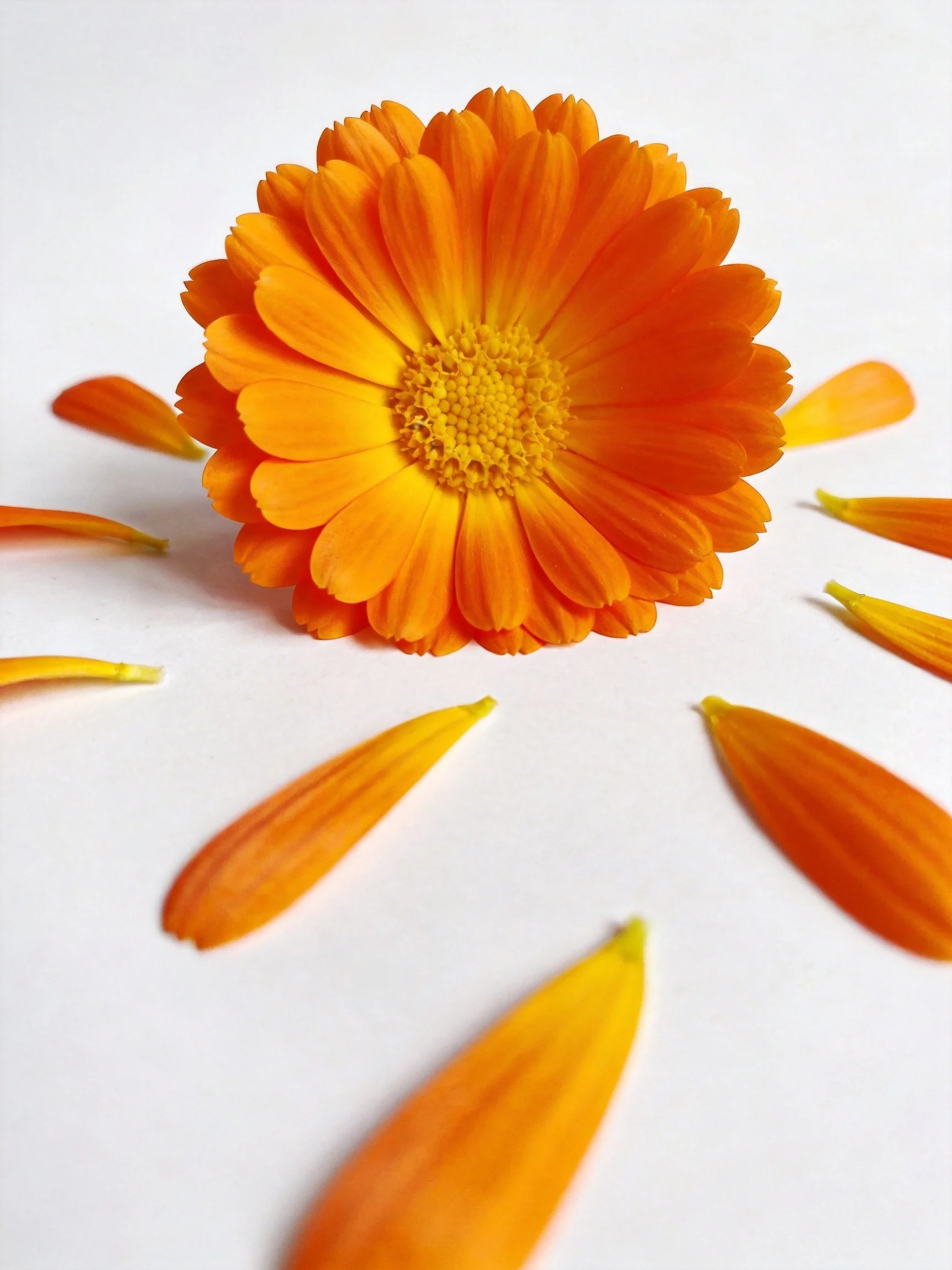A vibrant orange flower with scattered petals arranged around center
