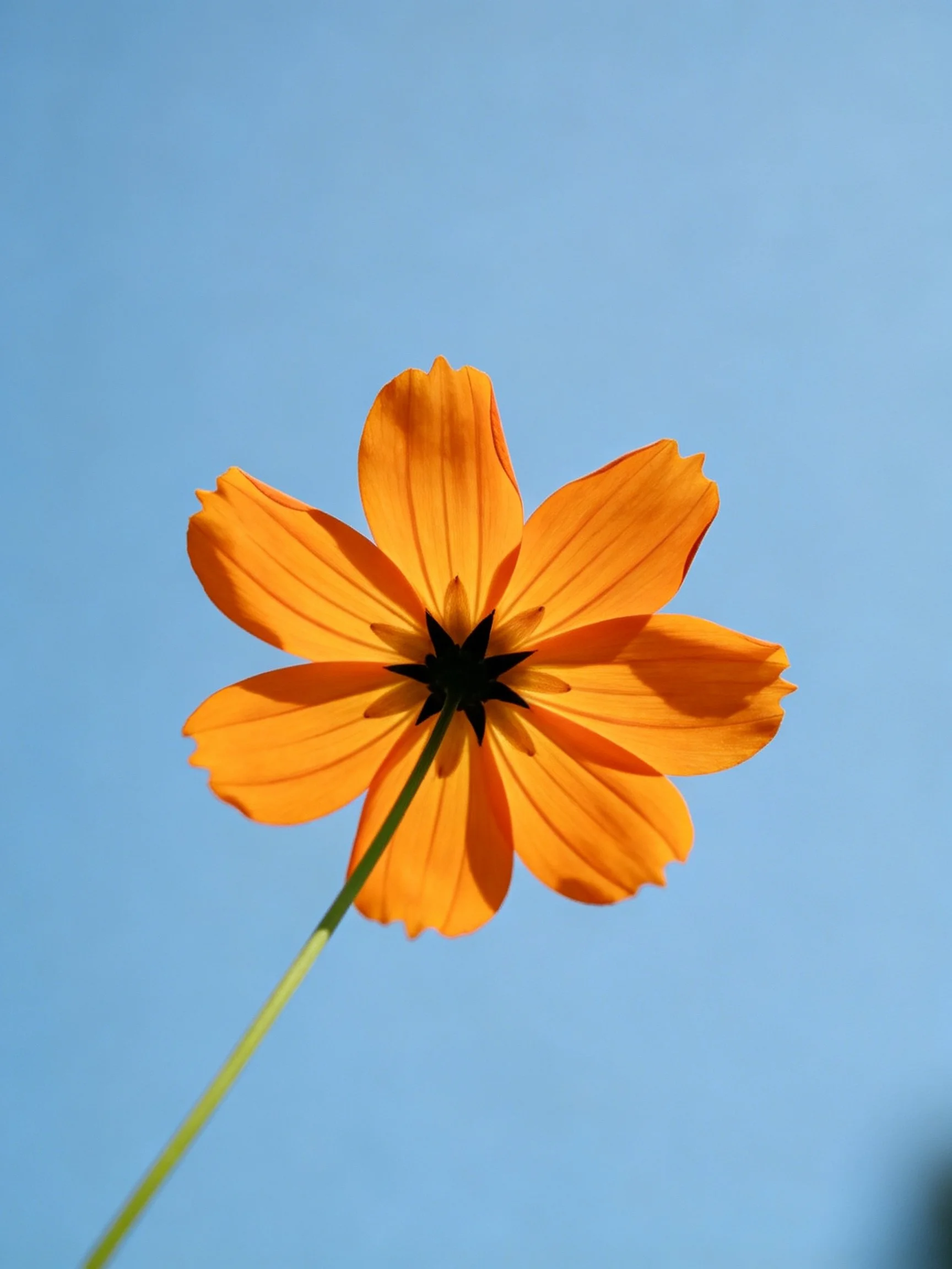 A vibrant orange flower with six petals against a clear blue sky
