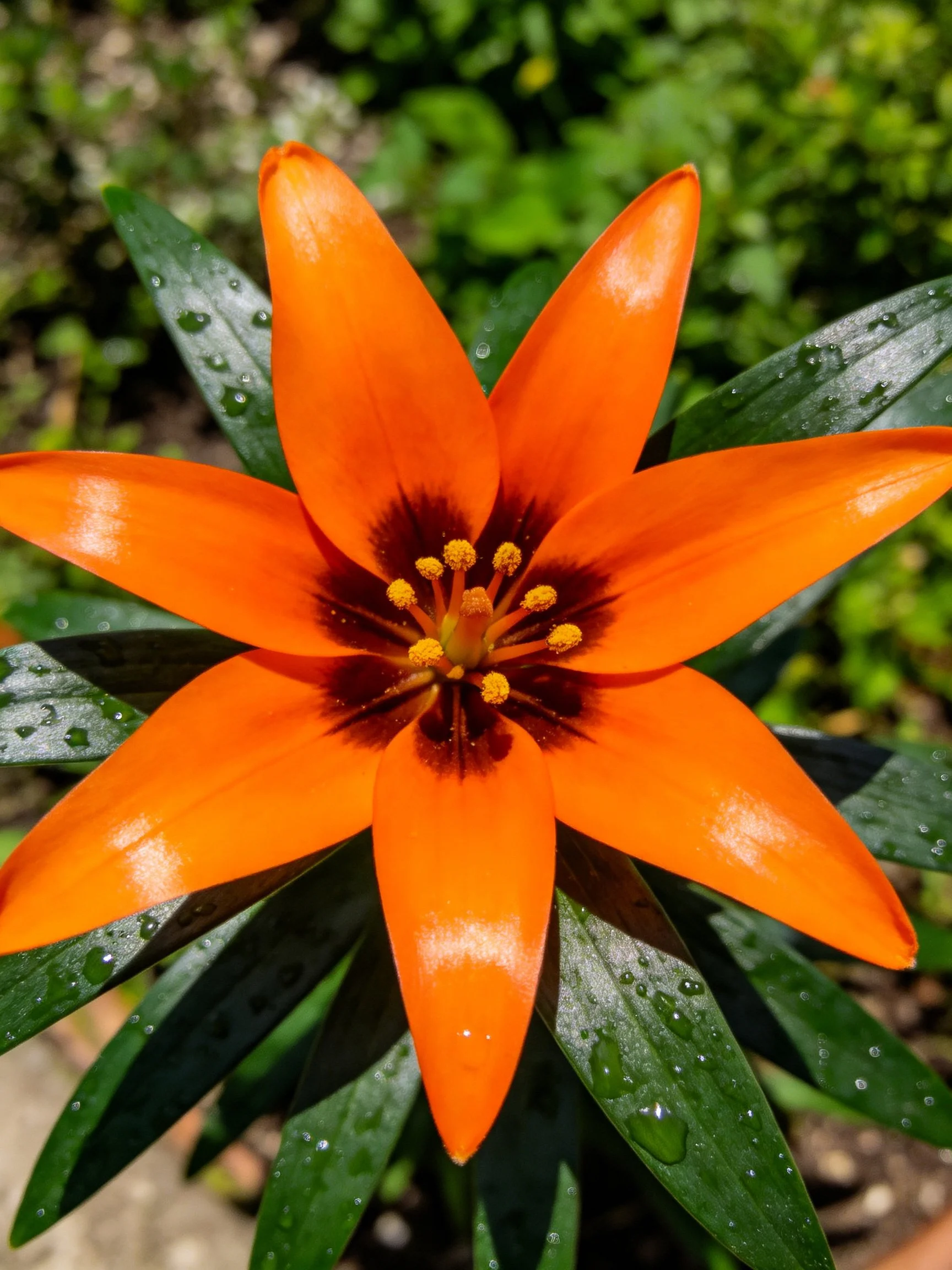 A vibrant orange flower with six petals and dewy green leaves