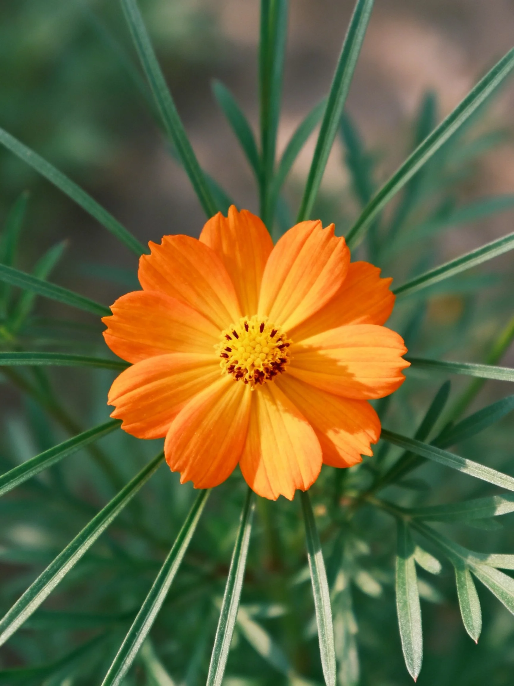 A vibrant orange flower with slender green leaves