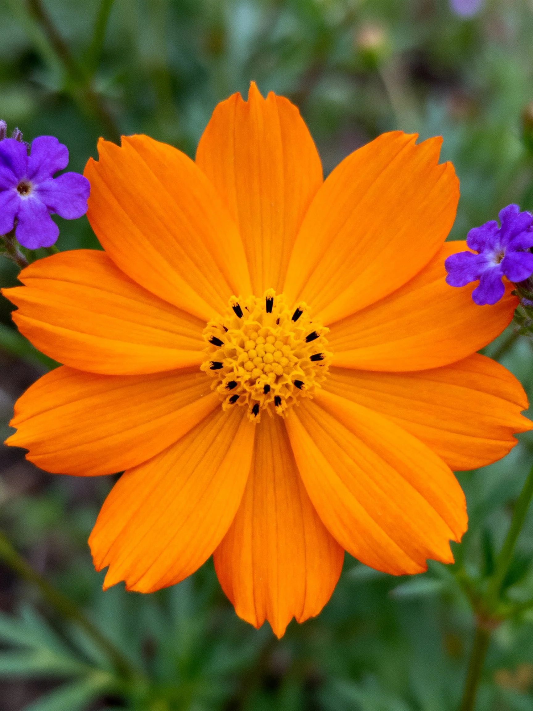 A vibrant orange flower with two small purple blooms