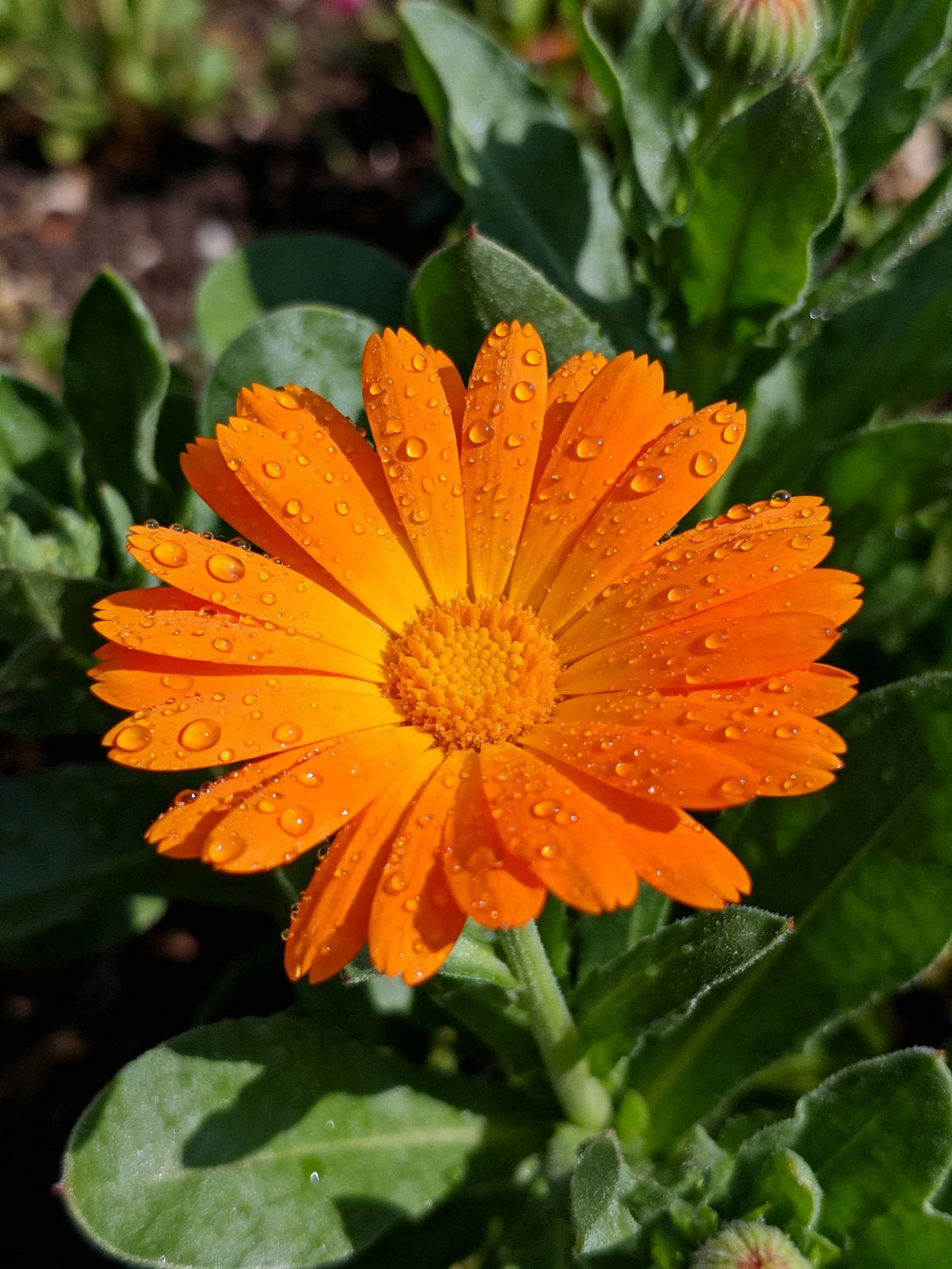 A vibrant orange flower with water droplets amid green foliage