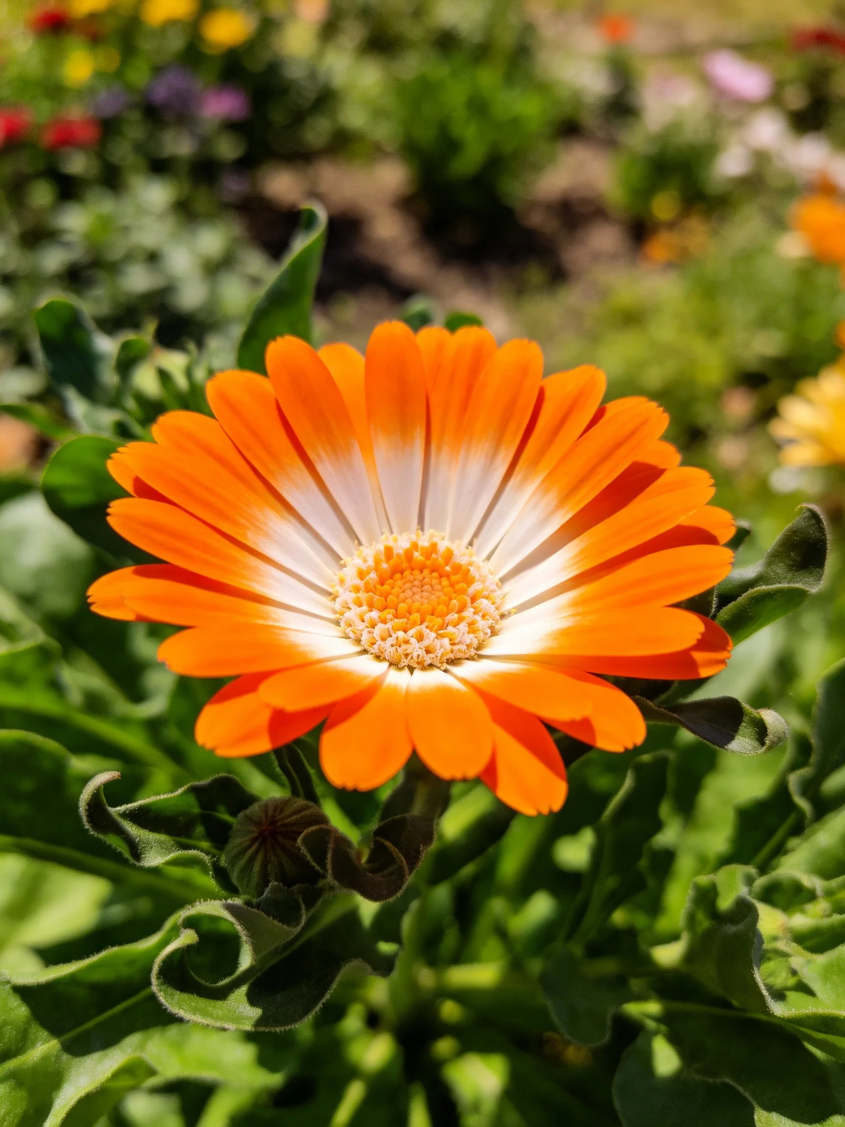 A vibrant orange flower with white center amid lush green foliage