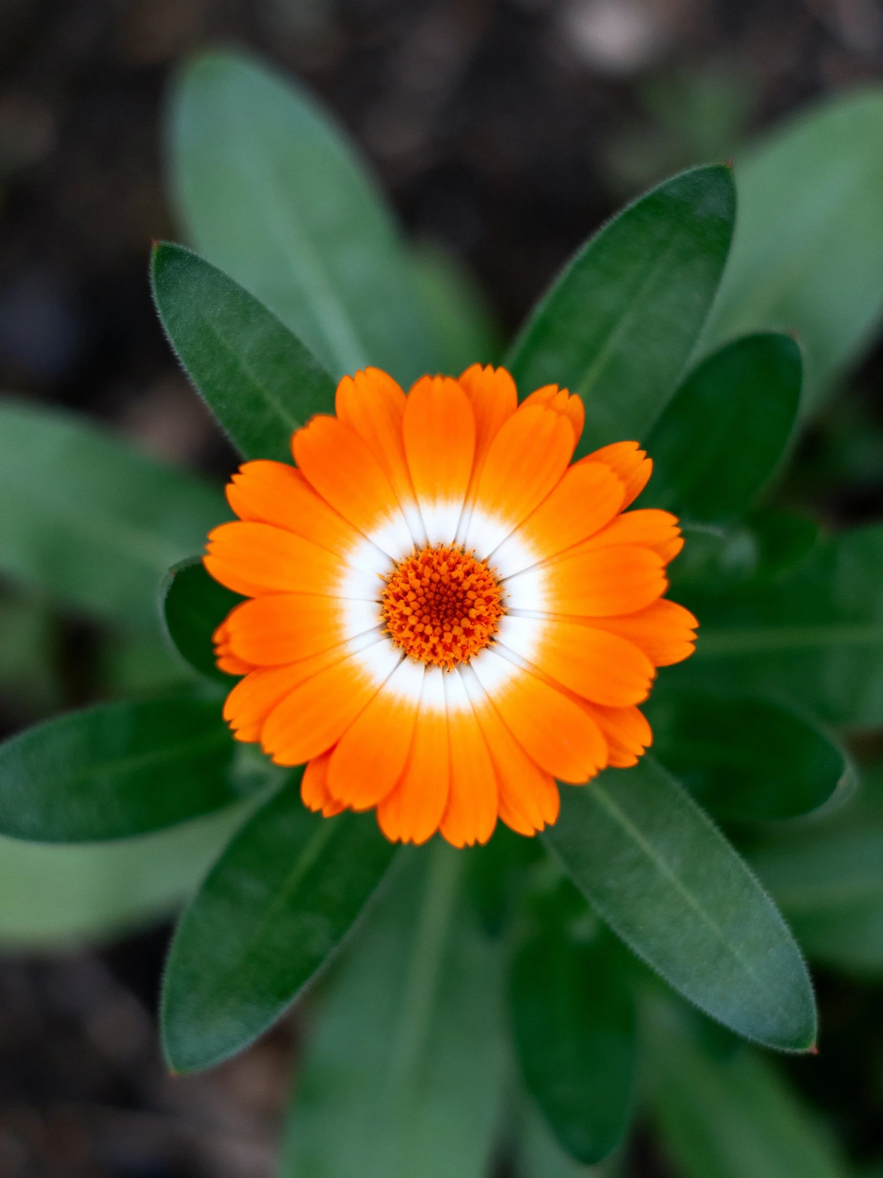 A vibrant orange flower with white center surrounded by lush green leaves