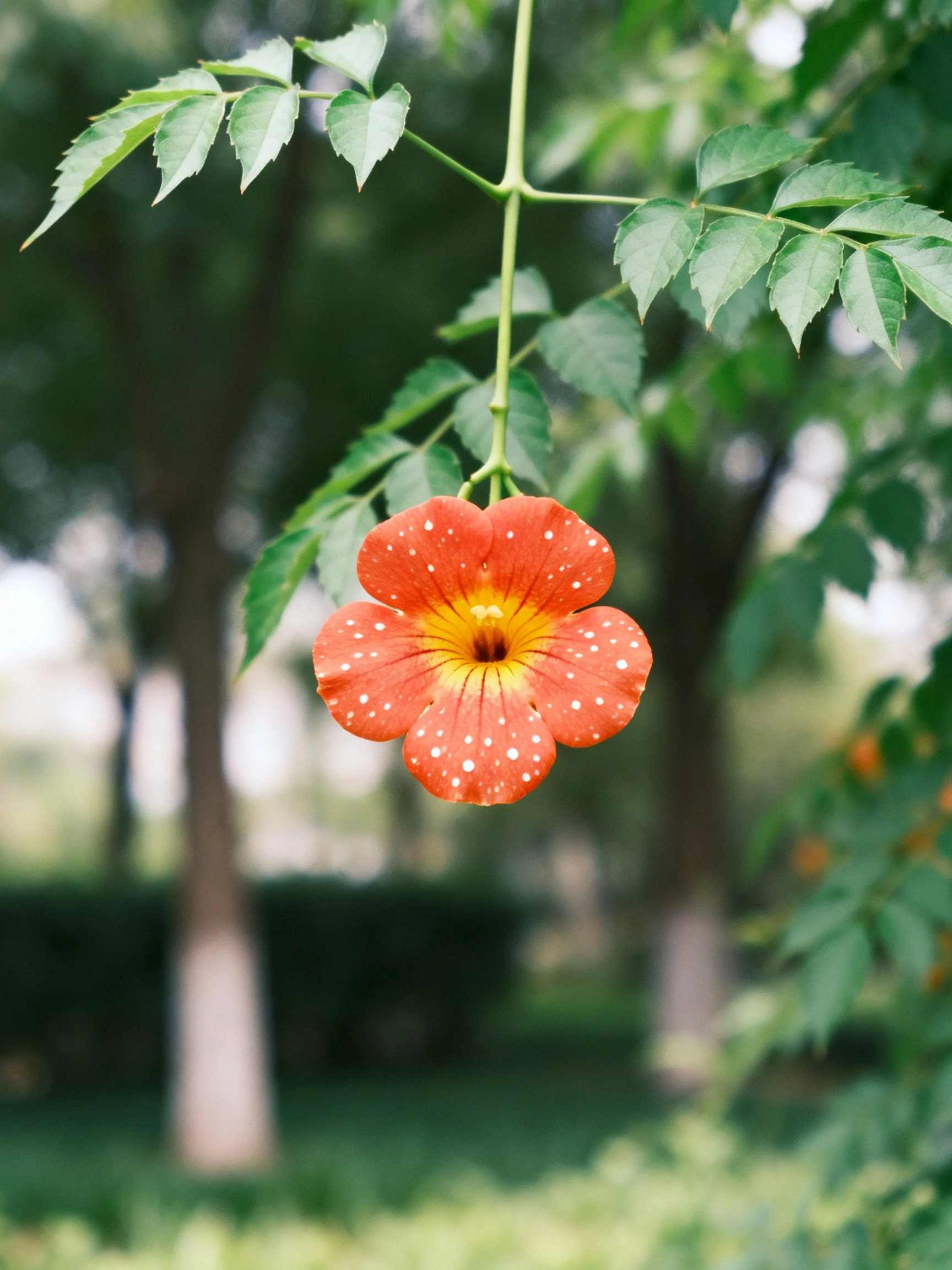 A vibrant orange flower with white spots hangs from a leafy branch