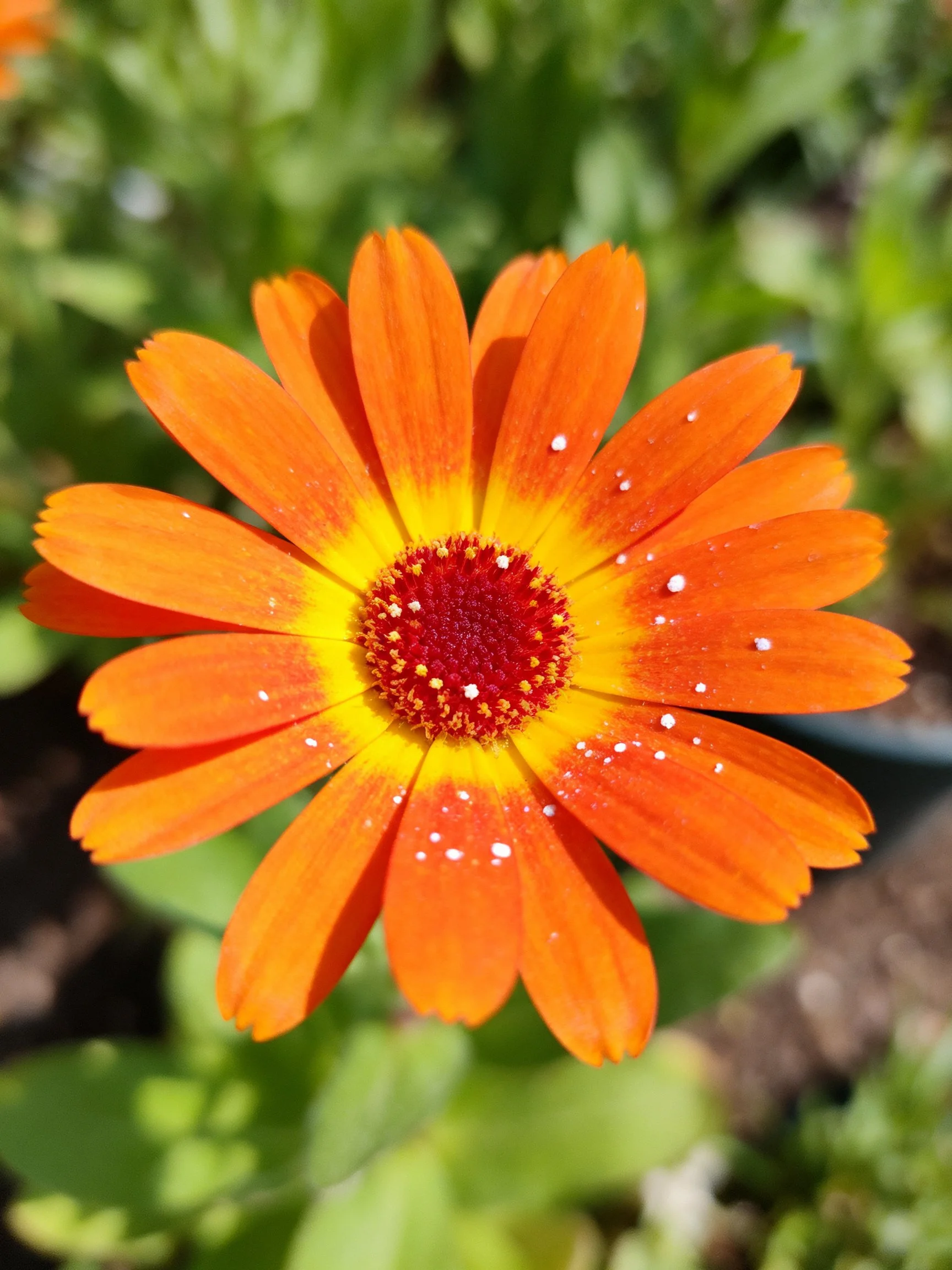 A vibrant orange flower with yellow and red center, water droplets on petals