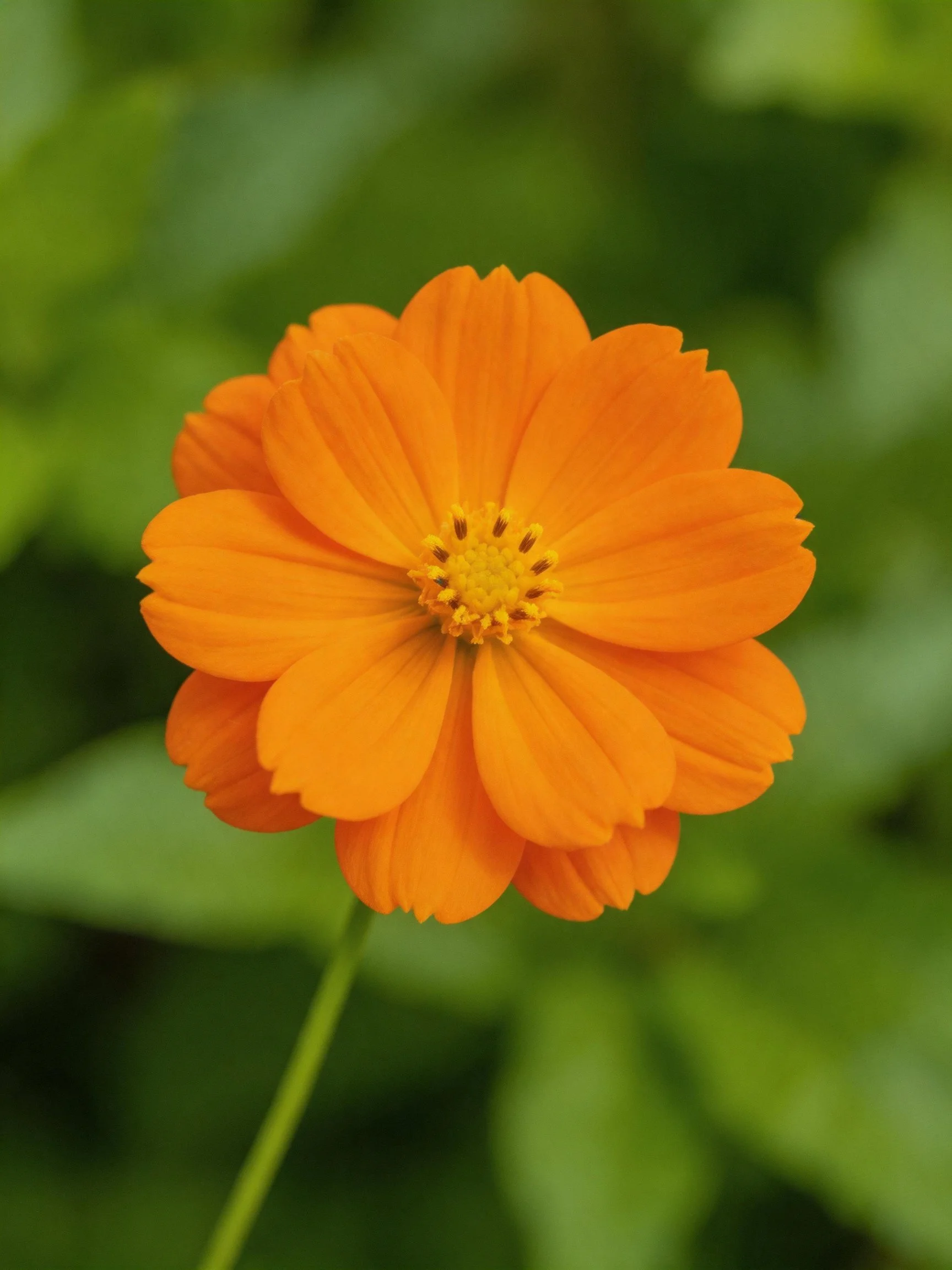 A vibrant orange flower with yellow center amid green foliage