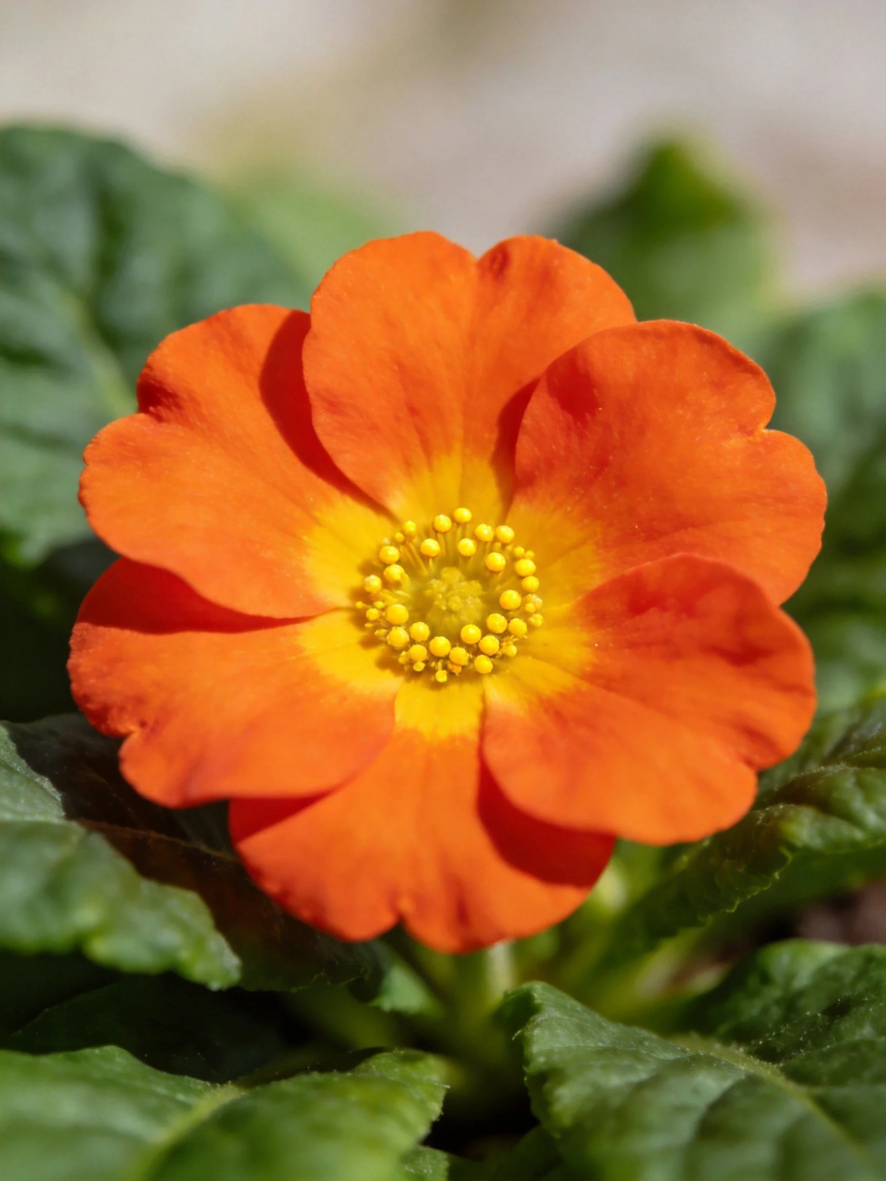 A vibrant orange flower with yellow center amid lush green leaves
