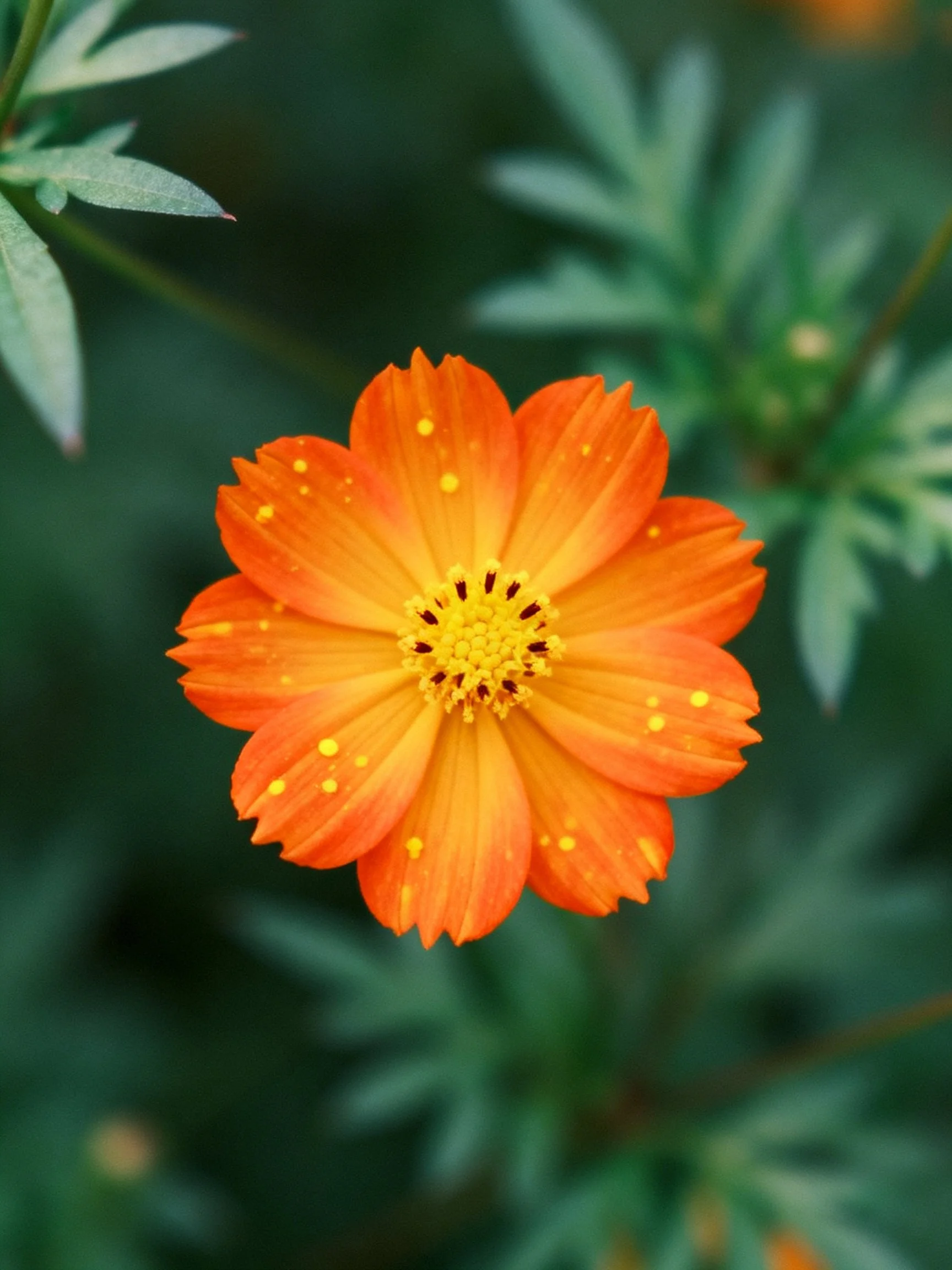 A vibrant orange flower with yellow spots amid green foliage