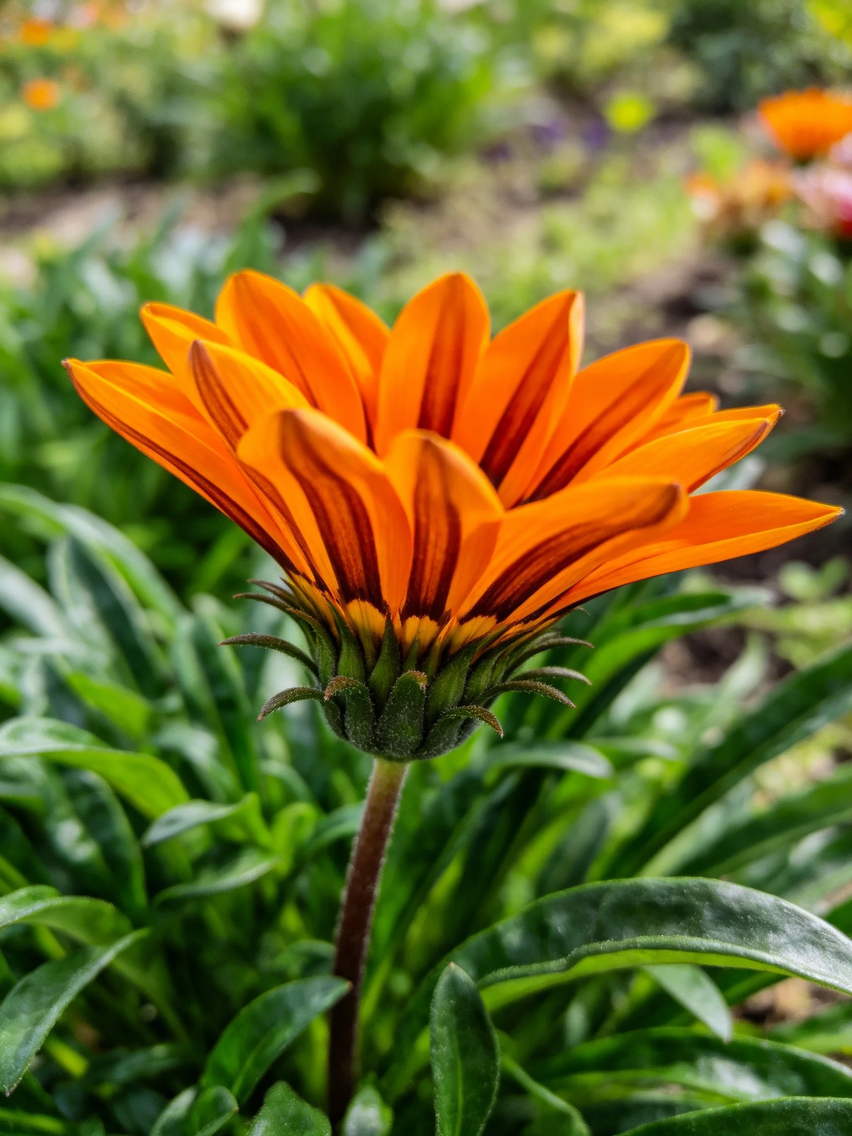A vibrant orange gazania flower with lush green foliage