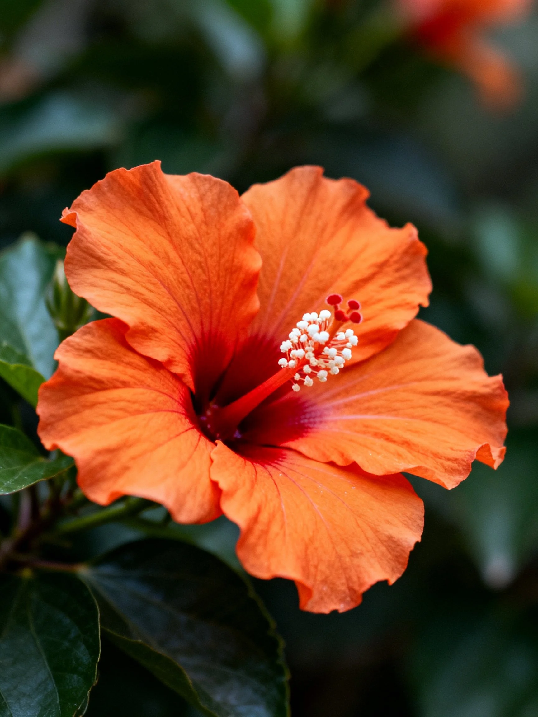 A vibrant orange hibiscus flower with dark green foliage