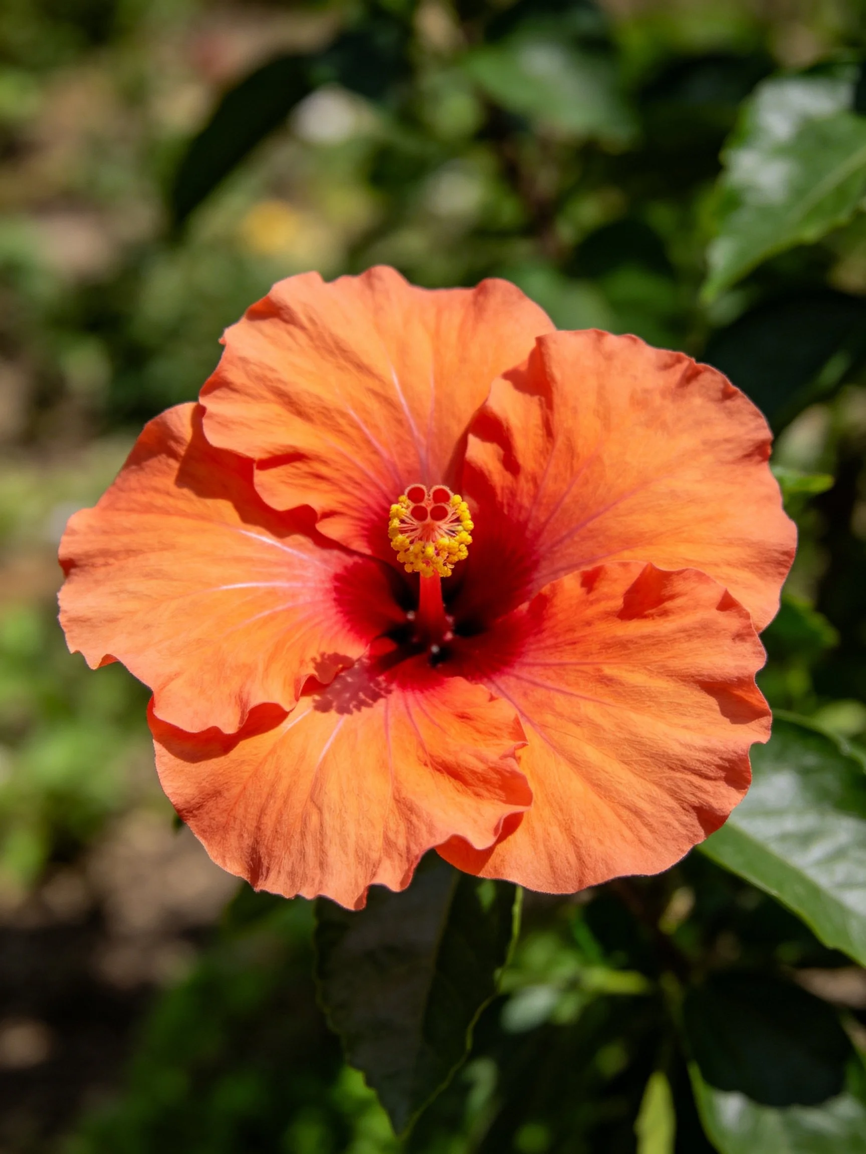 A vibrant orange hibiscus flower with red center