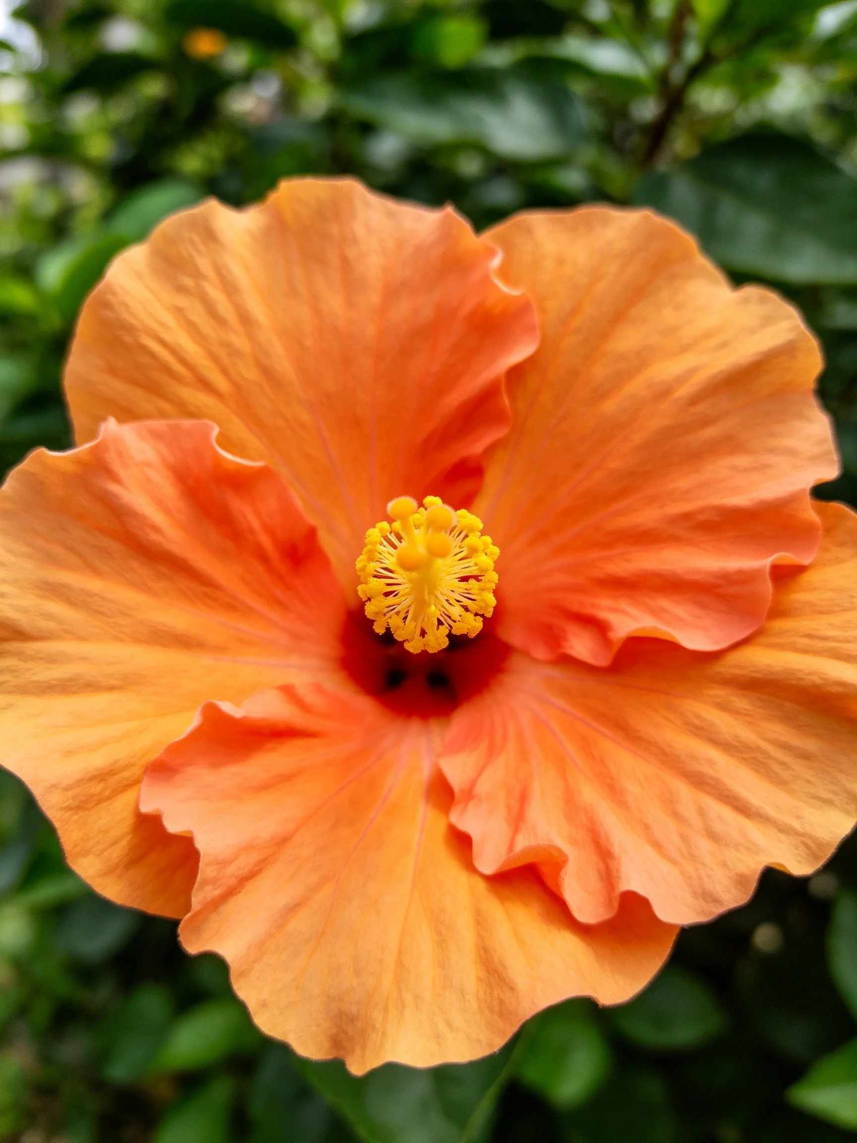 A vibrant orange hibiscus flower with ruffled petals and a yellow center