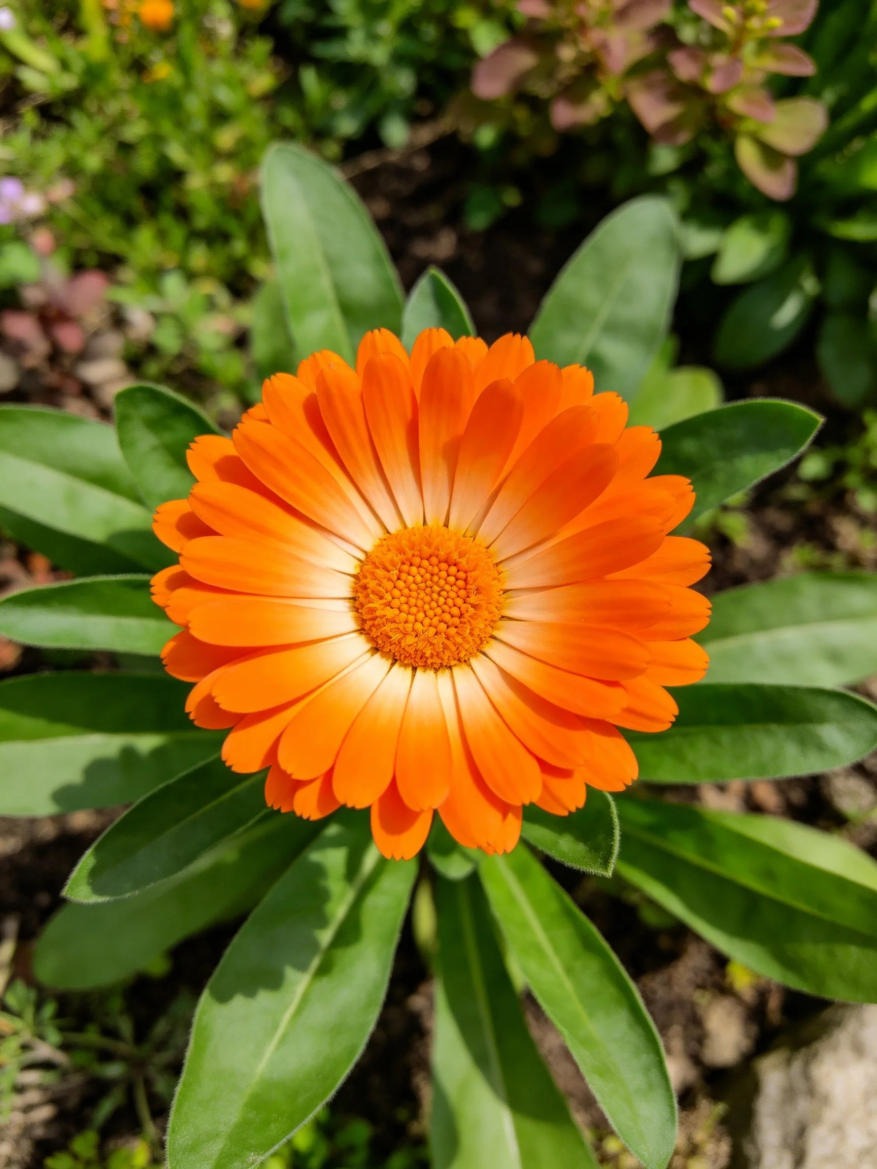 A vibrant orange marigold flower with glossy green leaves