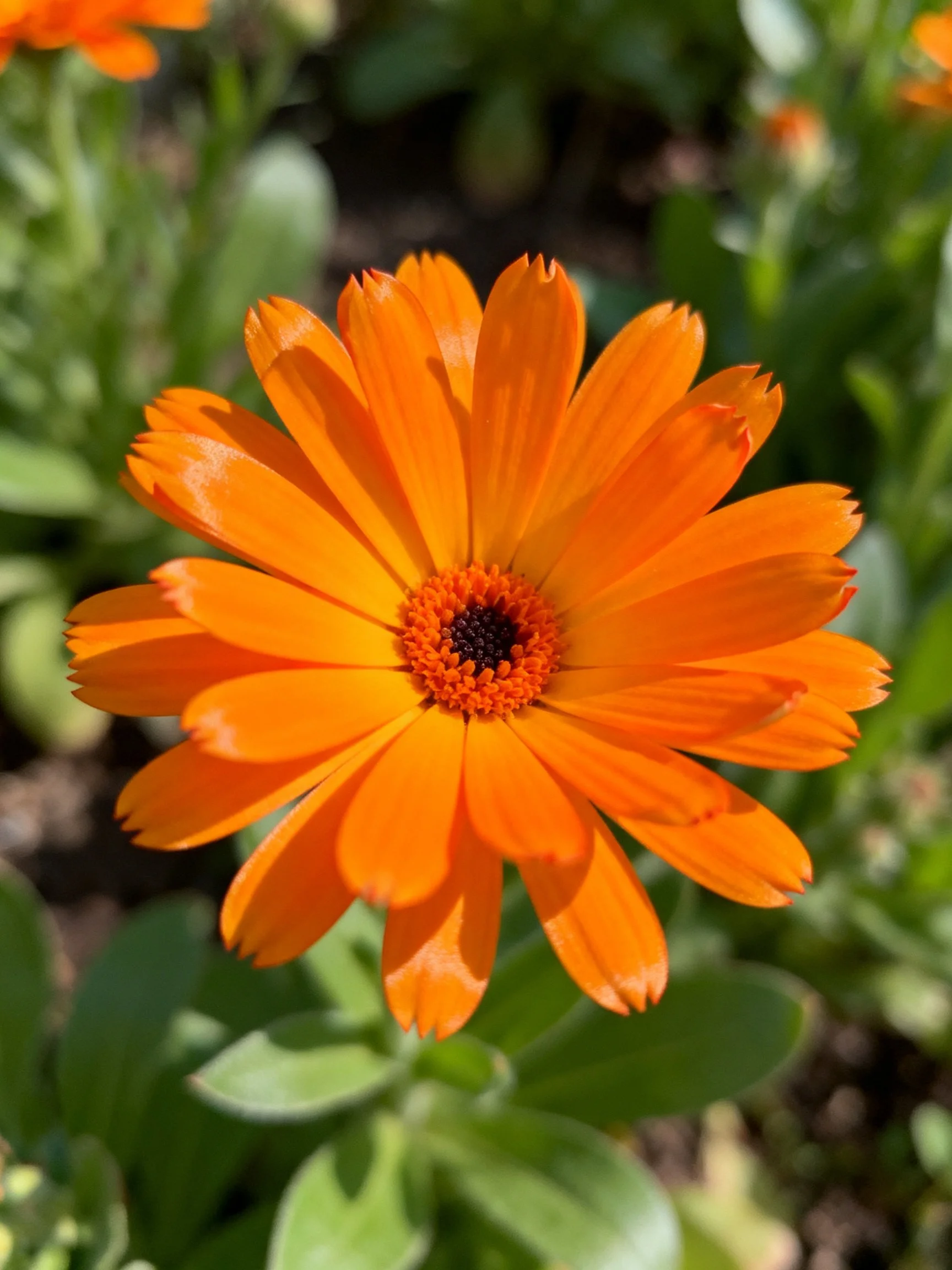 A vibrant orange marigold flower with lush green foliage