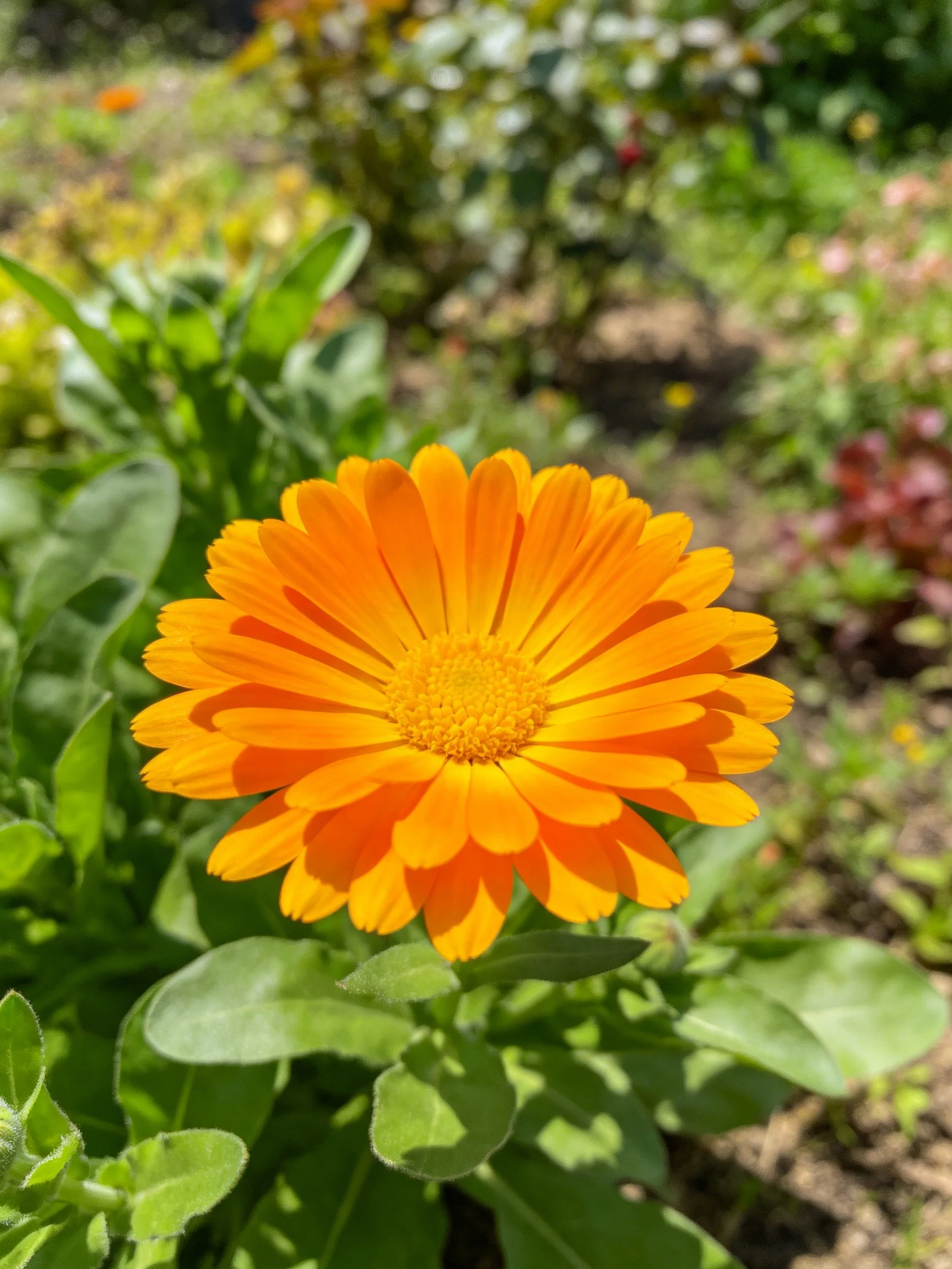 A vibrant orange marigold flower with lush green foliage