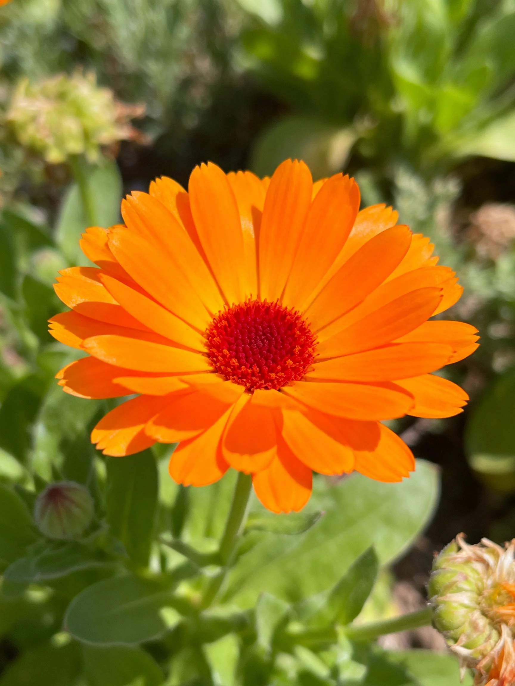 A vibrant orange marigold with a red center amid green foliage