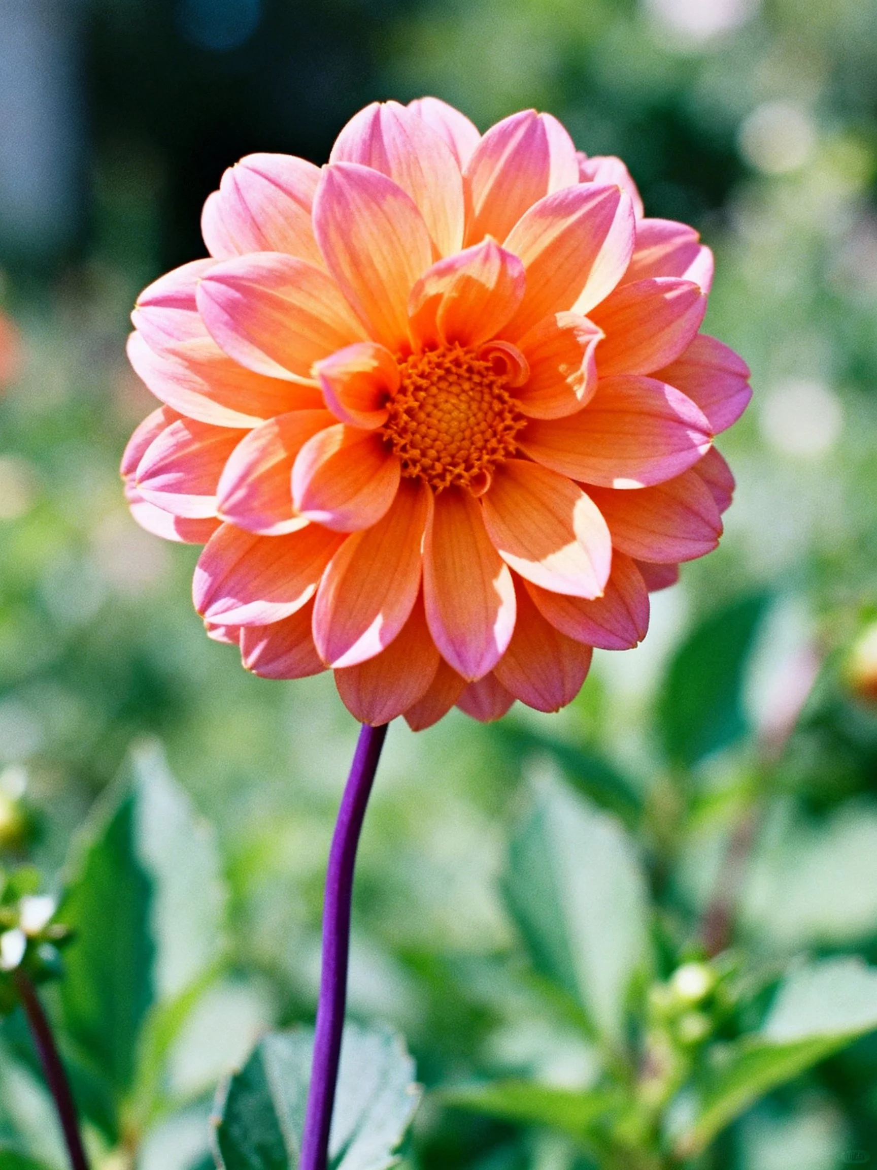 A vibrant orange-pink dahlia with layered petals and a purple stem