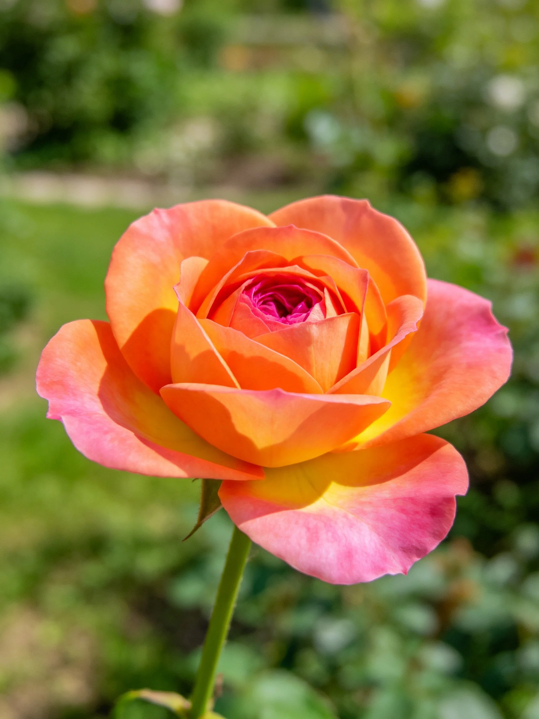 A vibrant orange-pink rose blooms amidst lush greenery