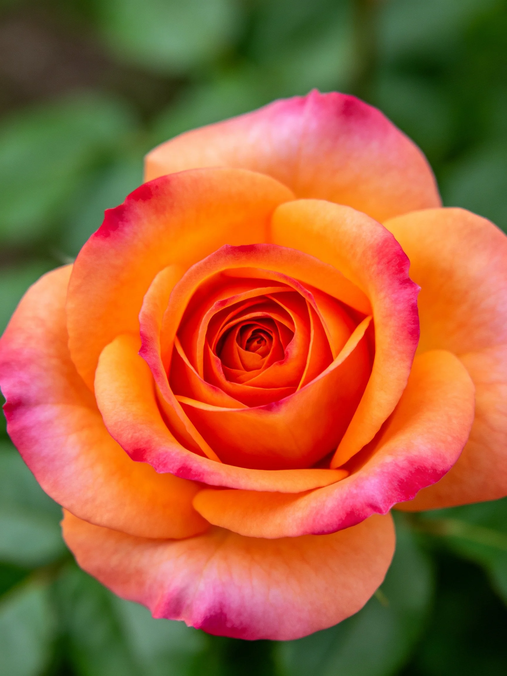 A vibrant orange-pink rose with layered petals