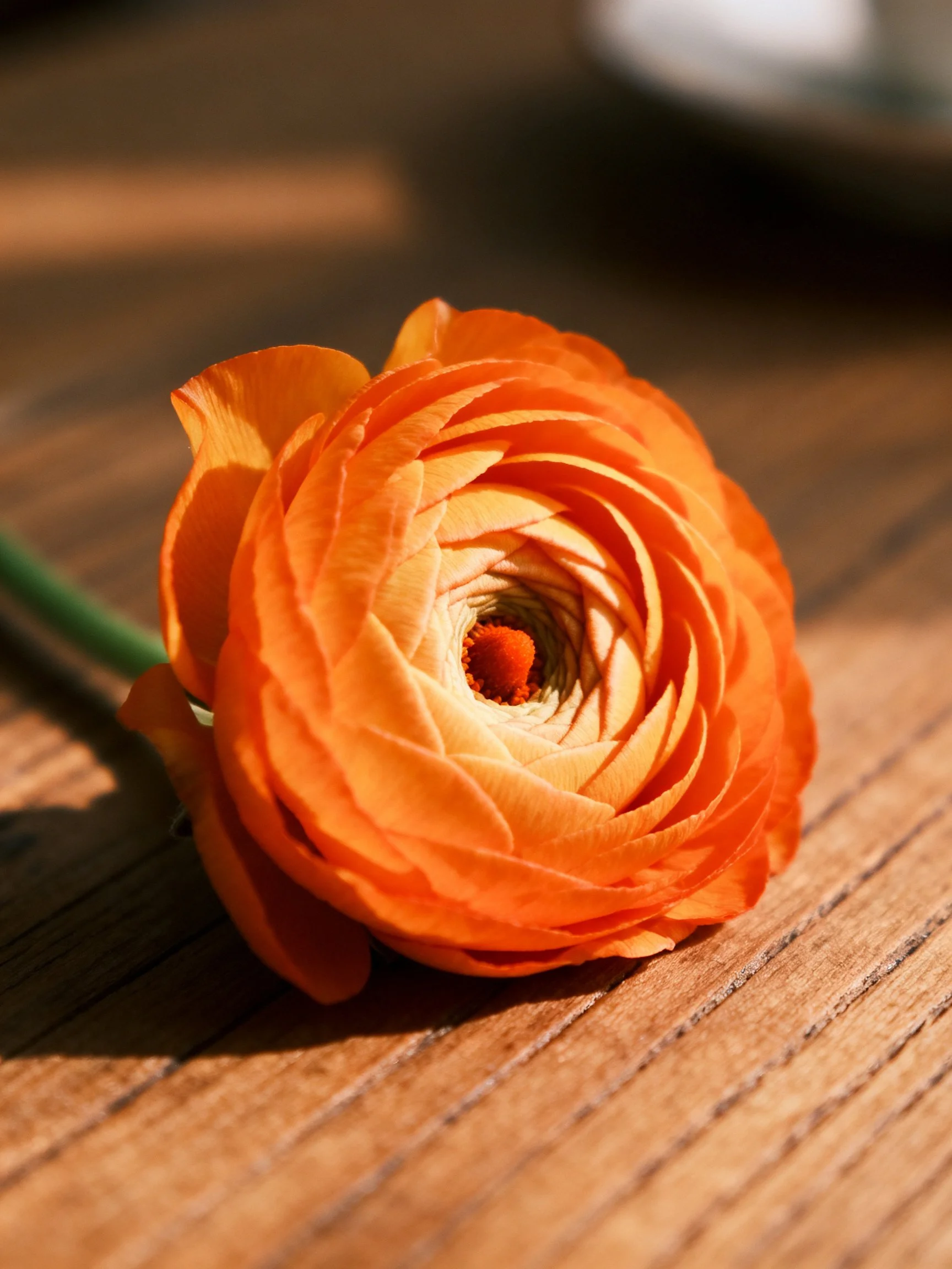 A vibrant orange ranunculus flower resting on a wooden surface