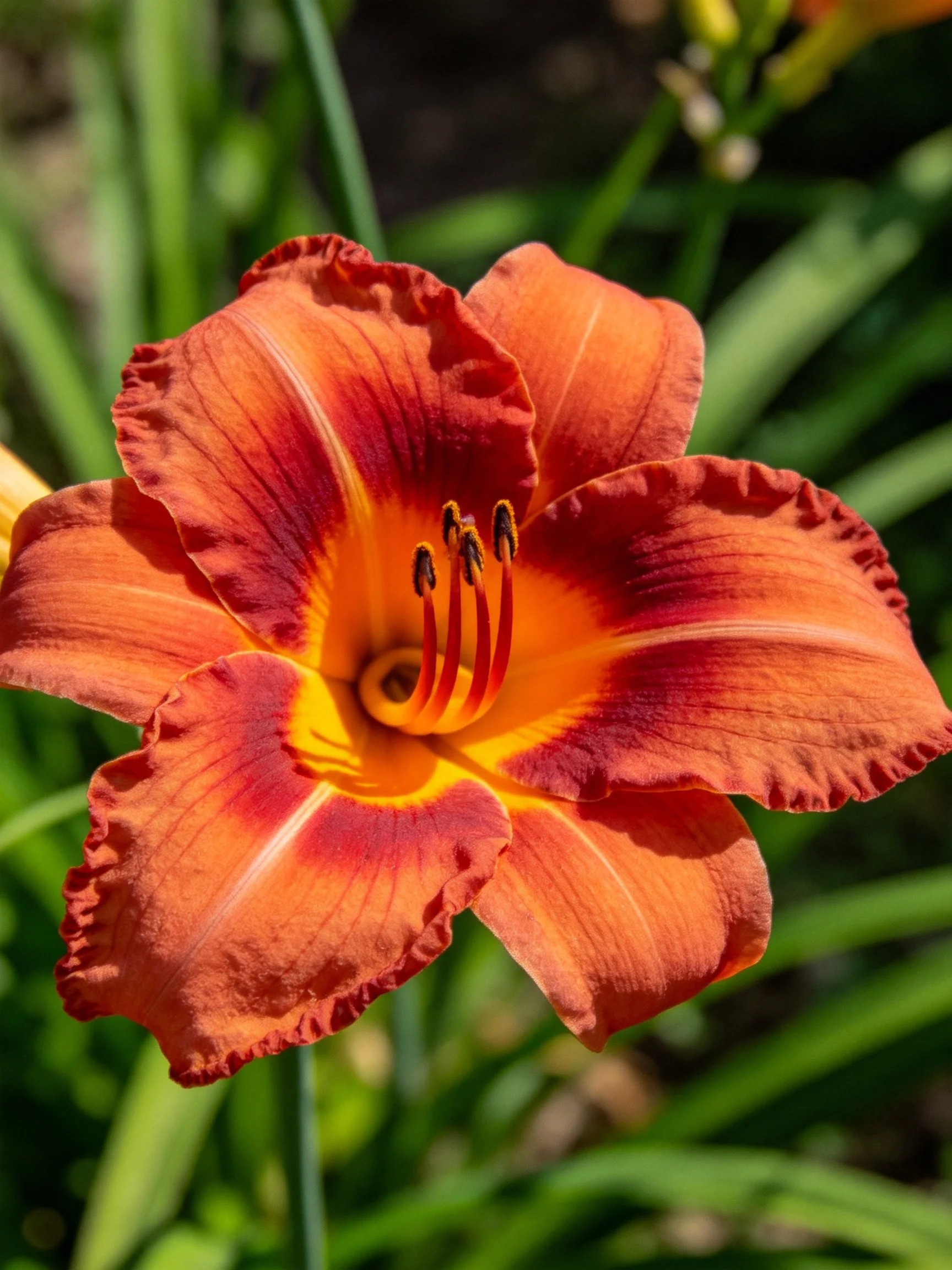 A vibrant orange-red daylily with ruffled petals