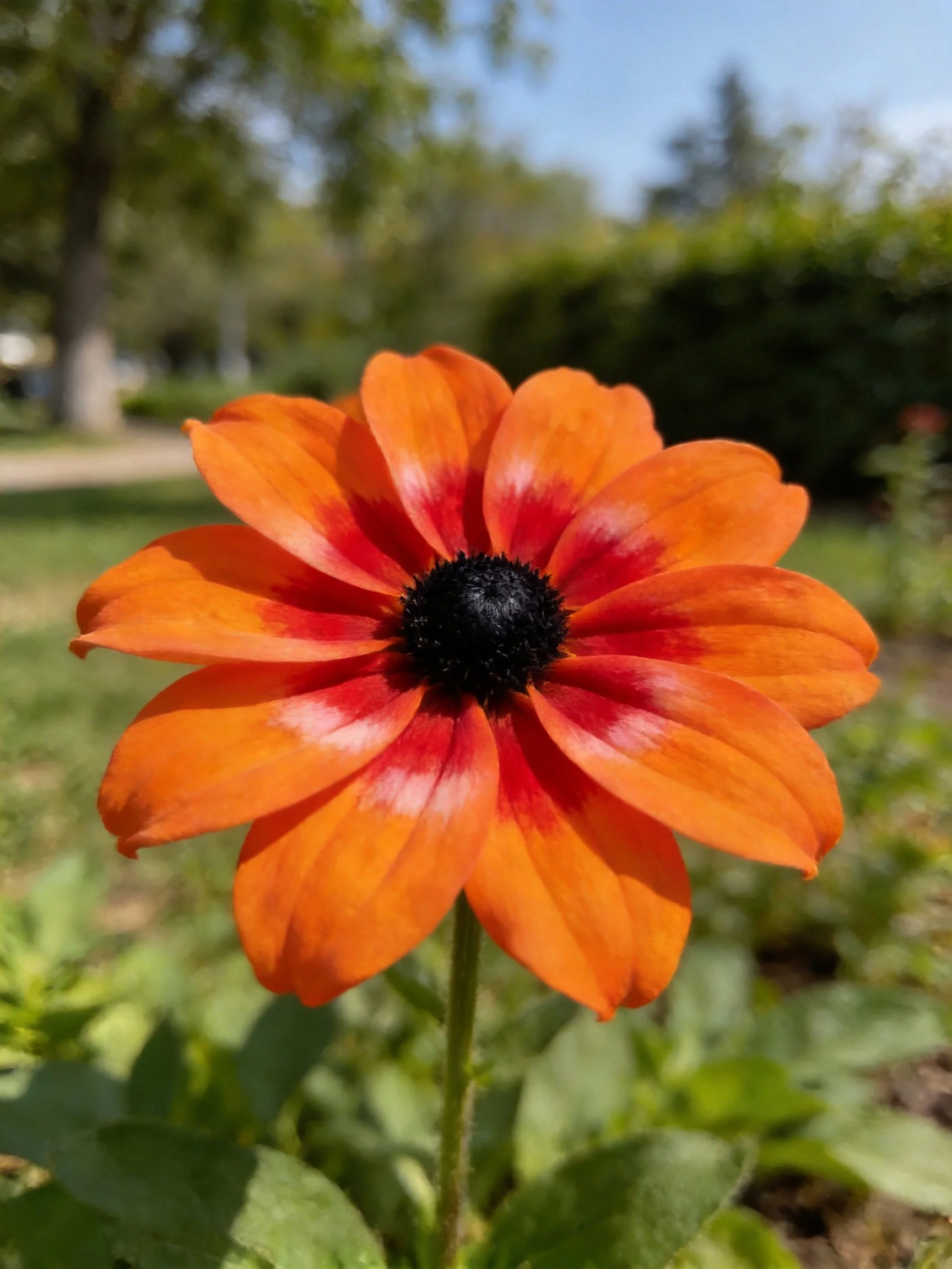 A vibrant orange - red flower with a black center in a garden