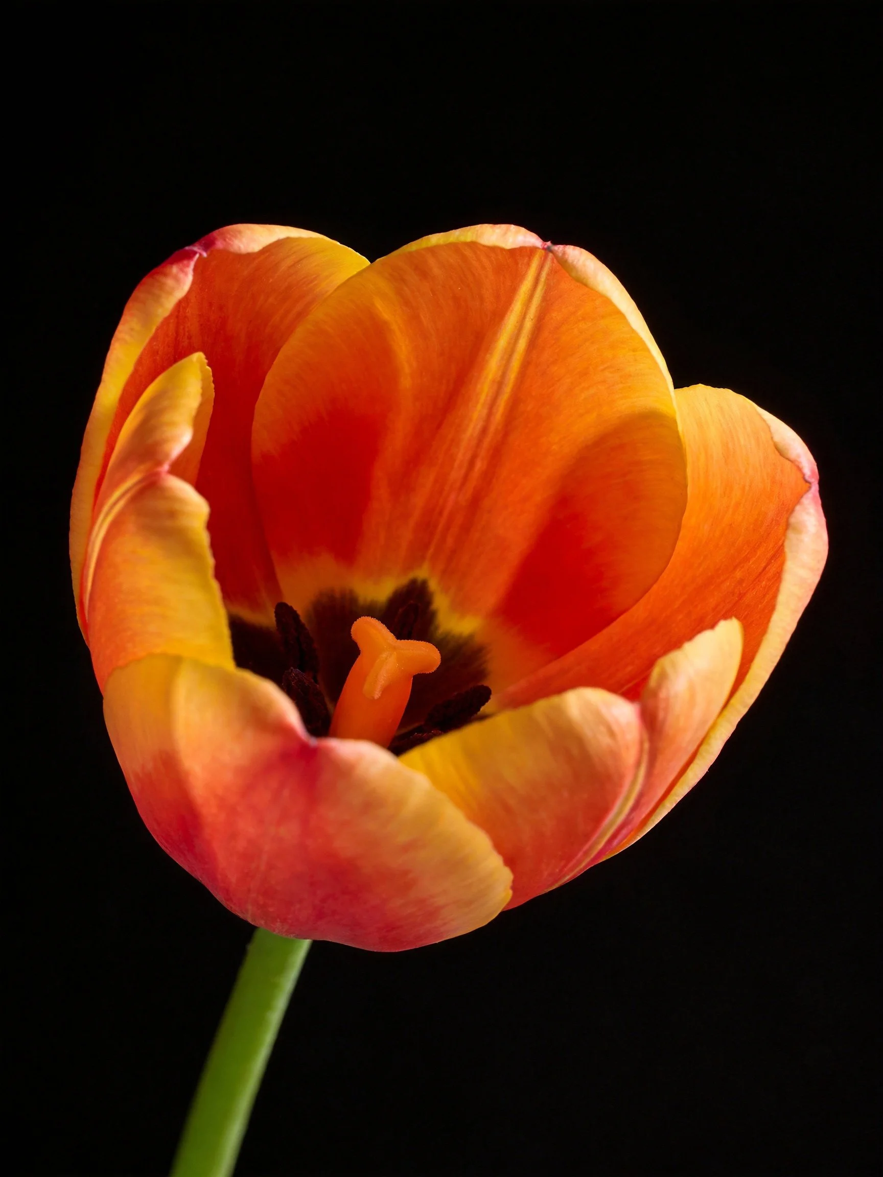 A vibrant orange-red tulip with yellow accents against a stark black background
