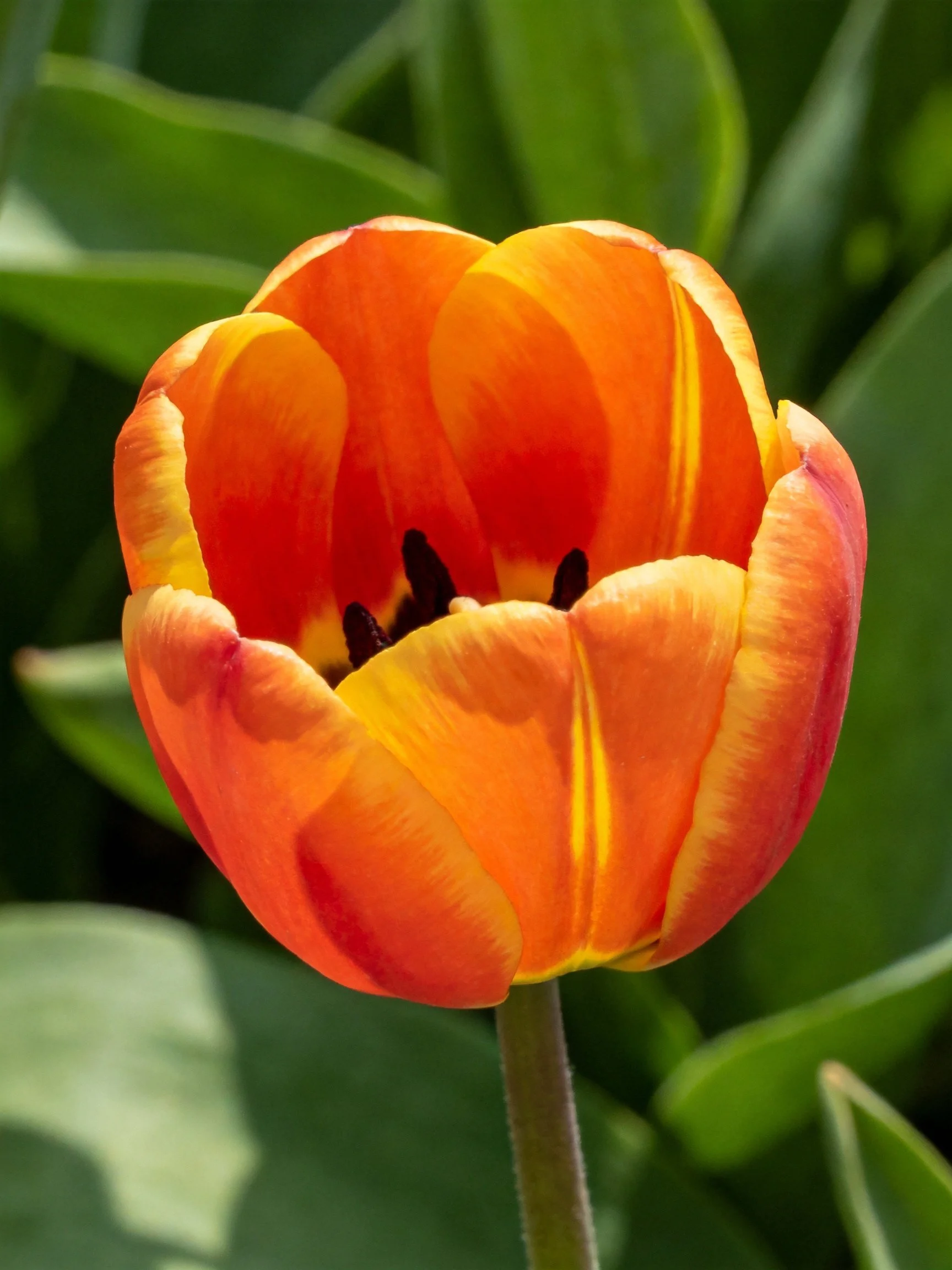 A vibrant orange-red tulip with yellow accents among lush green foliage