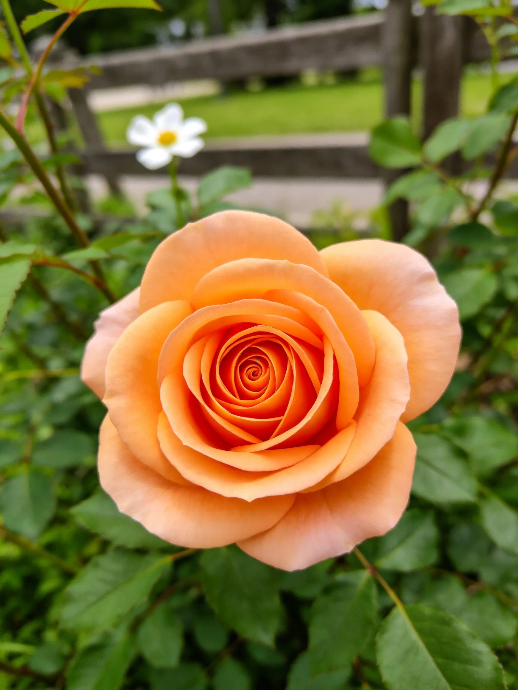 A vibrant orange rose blooms among green foliage and flowers