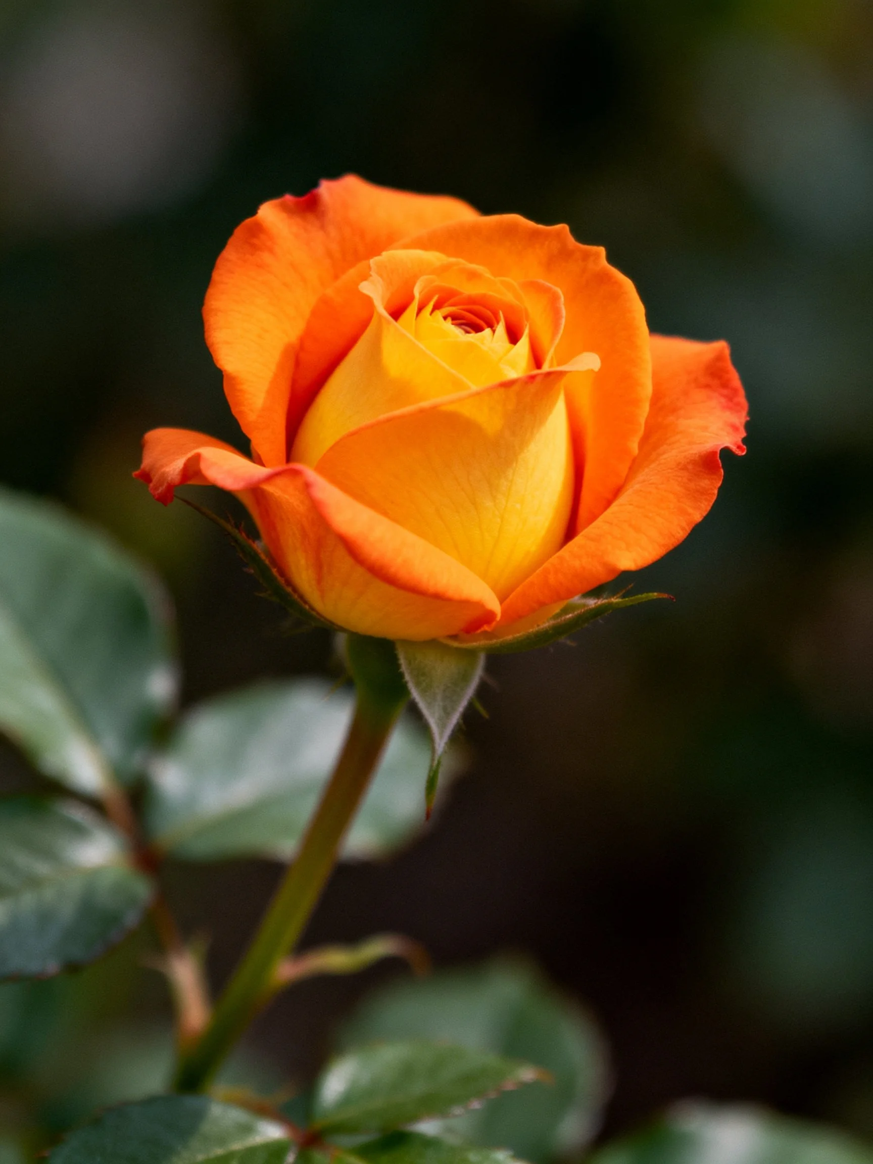 A vibrant orange rose bud with lush green leaves