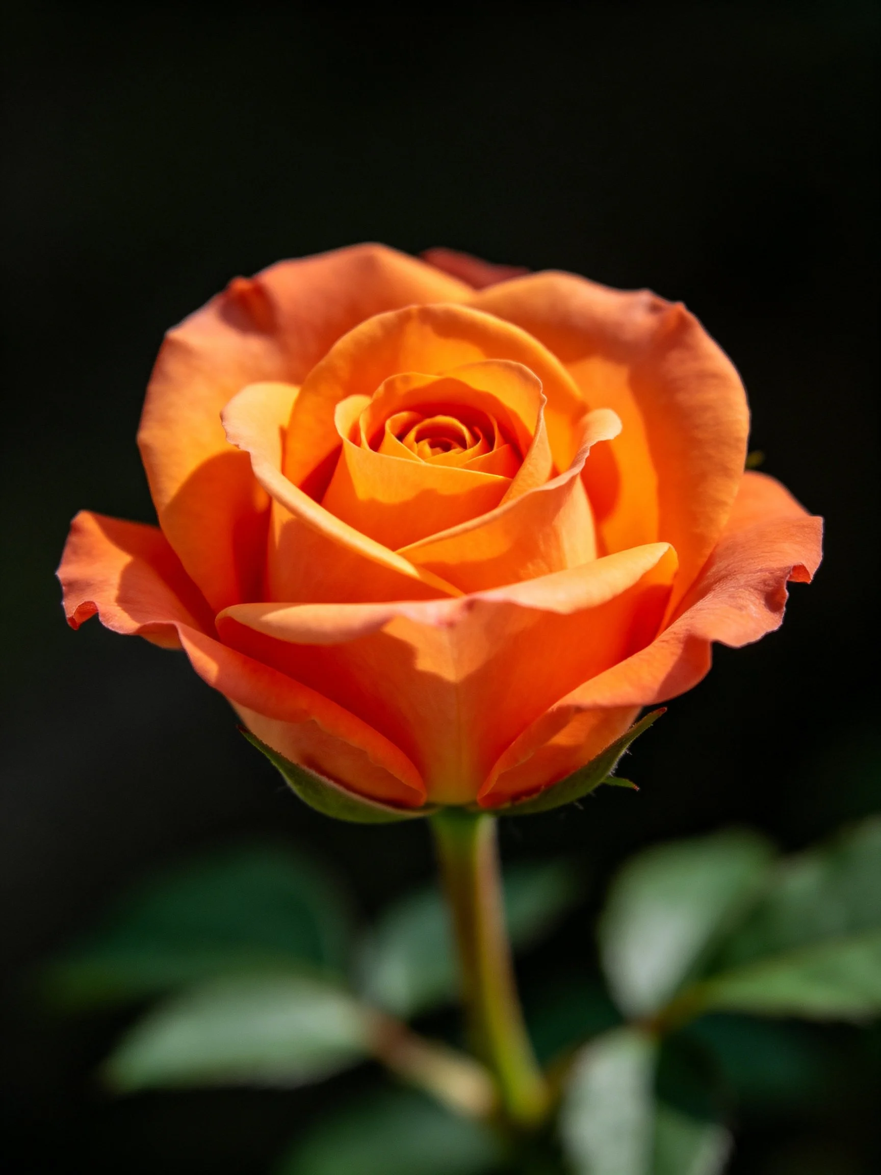 A vibrant orange rose in full bloom against a dark backdrop