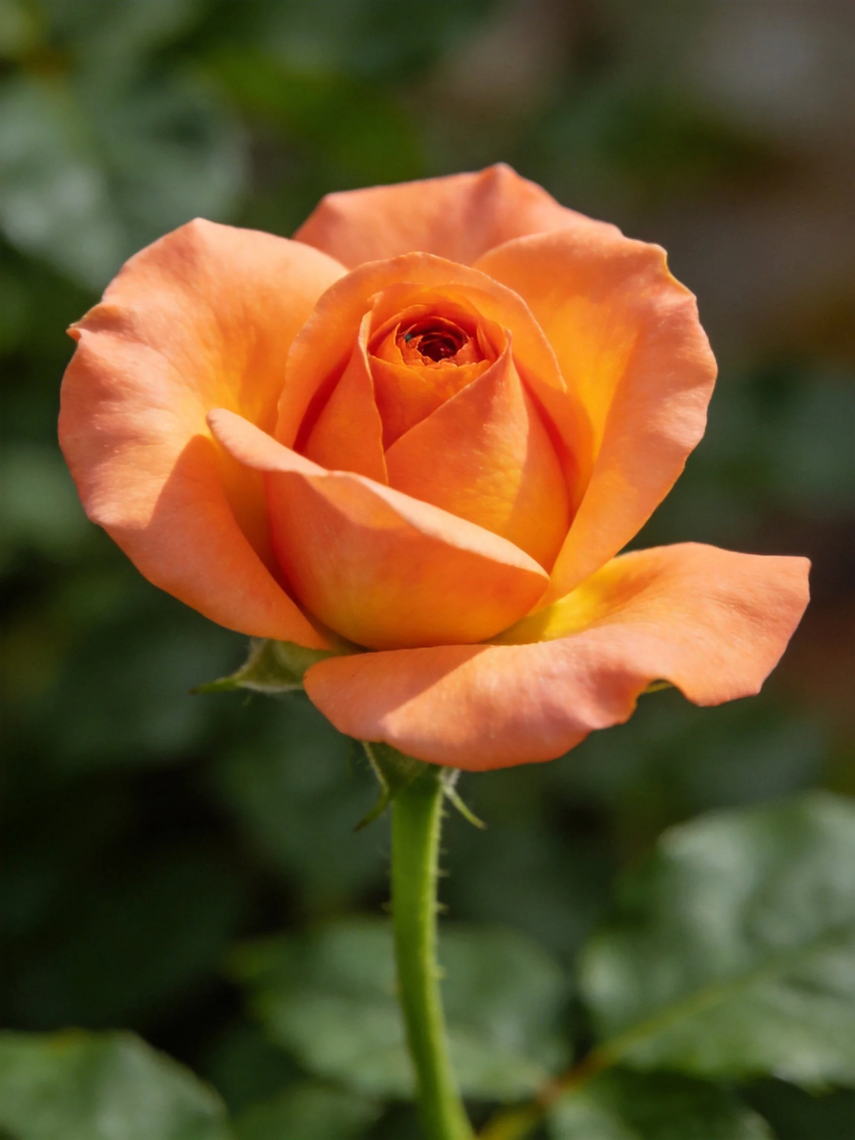 A vibrant orange rose in full bloom against green foliage