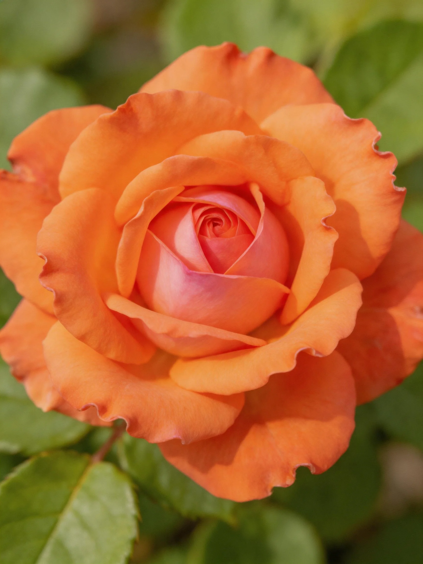 A vibrant orange rose in full bloom with green foliage