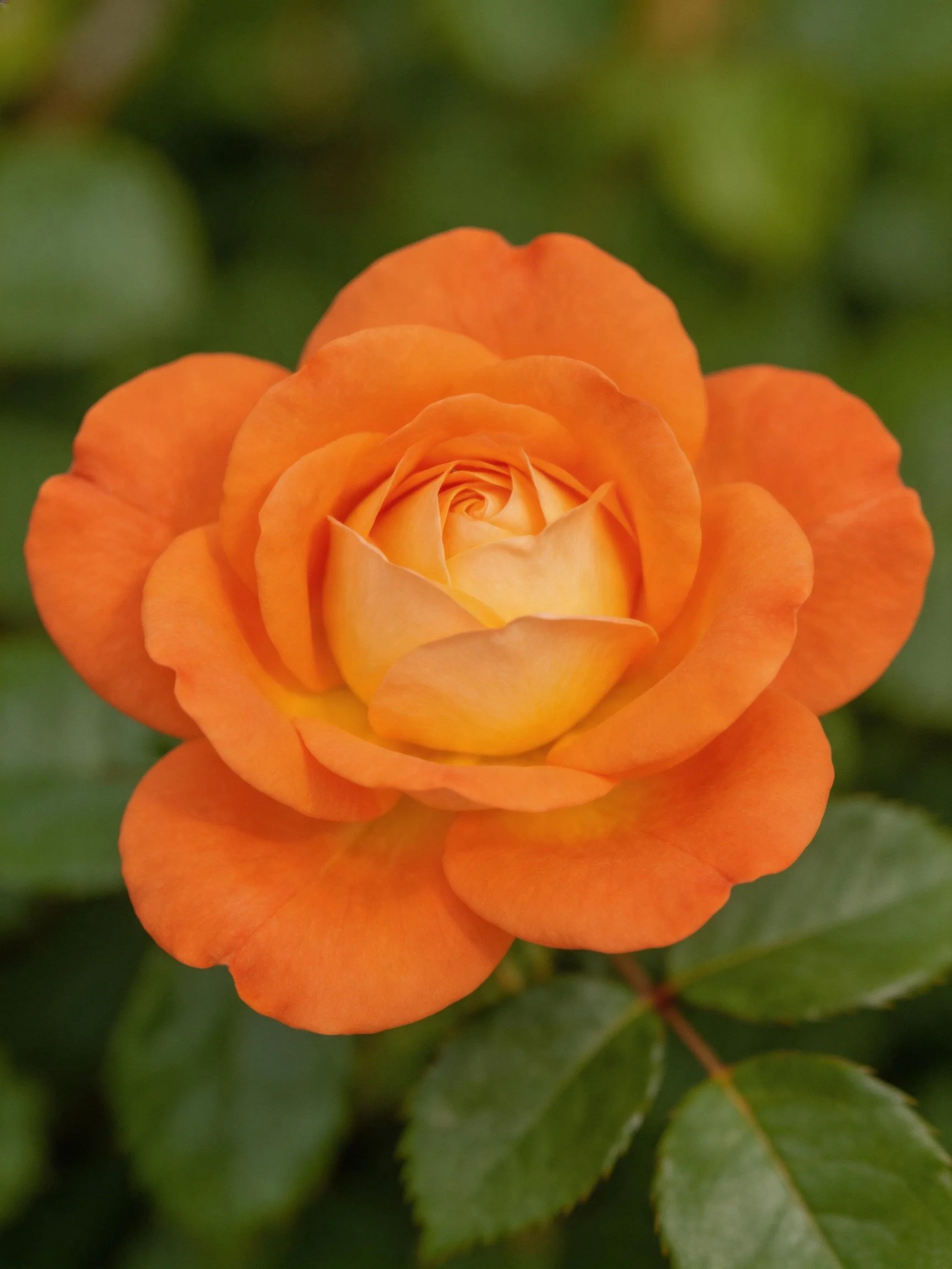 A vibrant orange rose in full bloom with green foliage