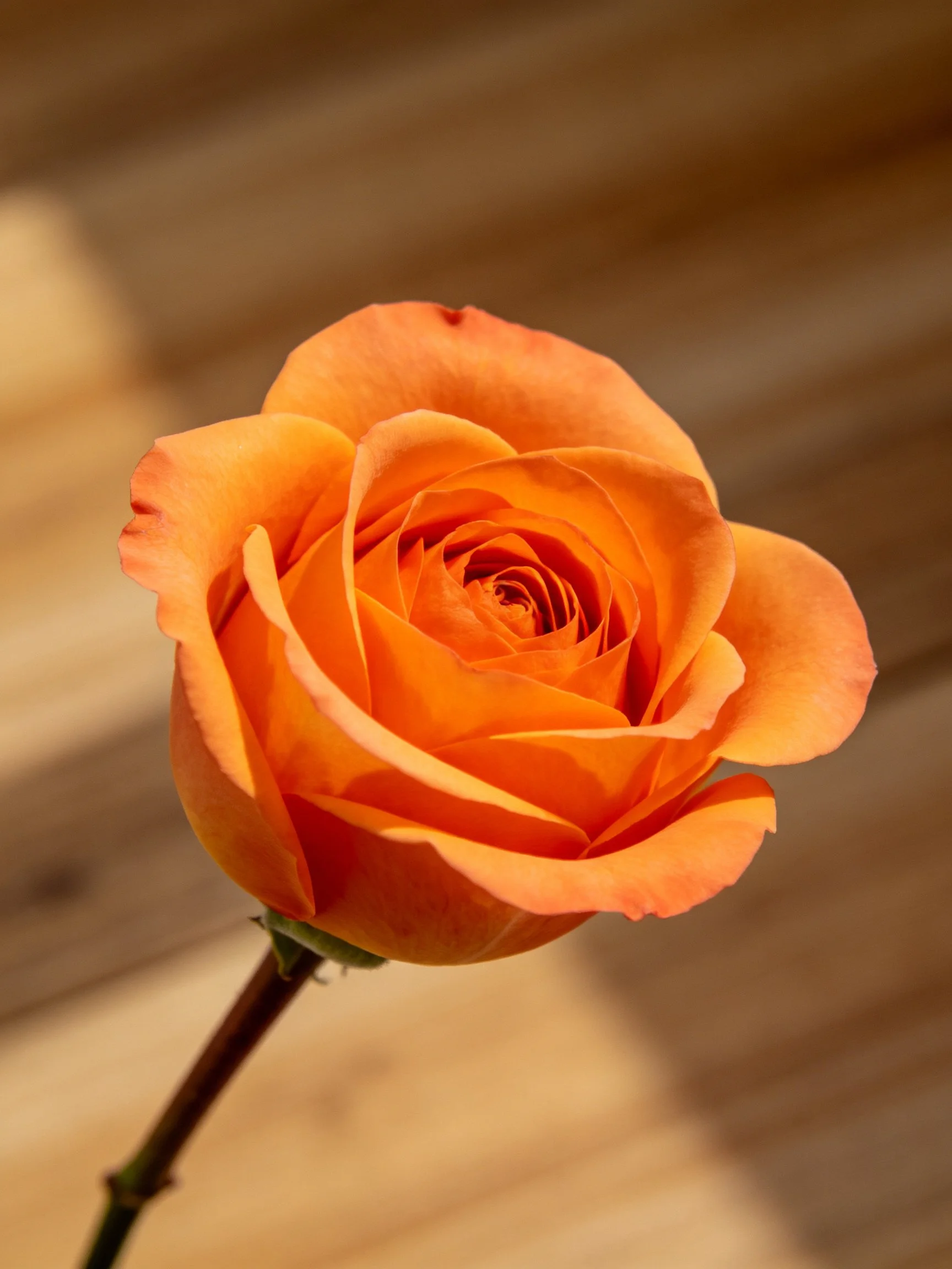 A vibrant orange rose with layered petals against a blurred wooden background