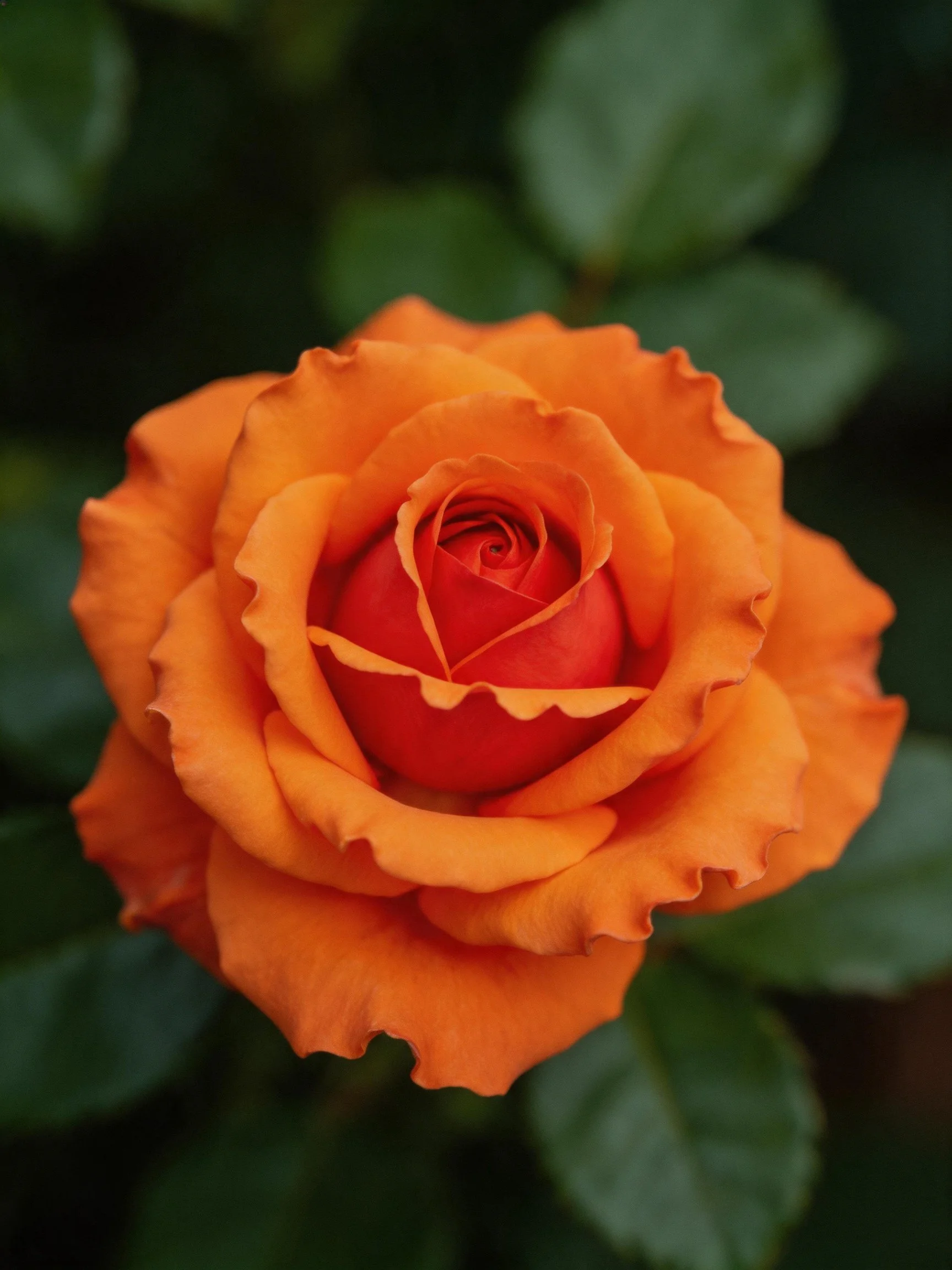 A vibrant orange rose with layered petals and dark green foliage