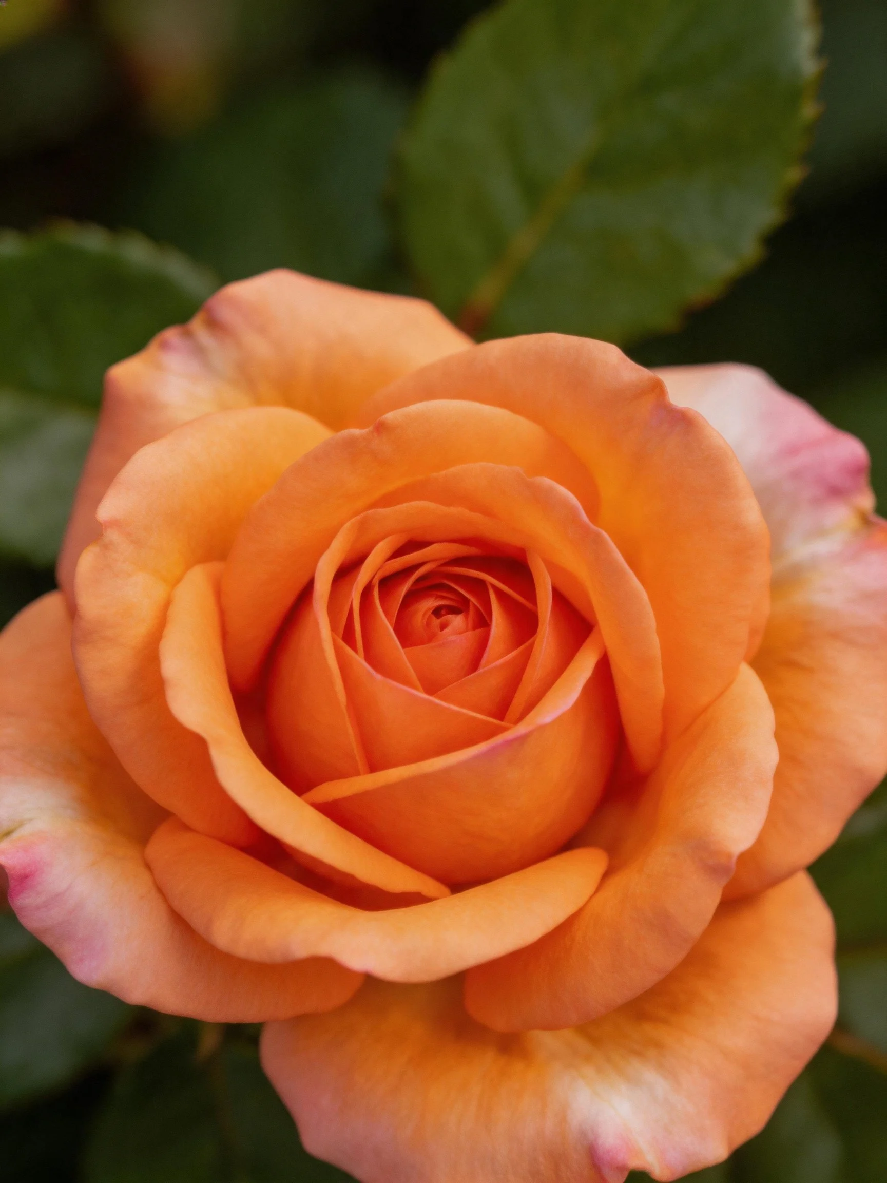 A vibrant orange rose with layered petals and green foliage