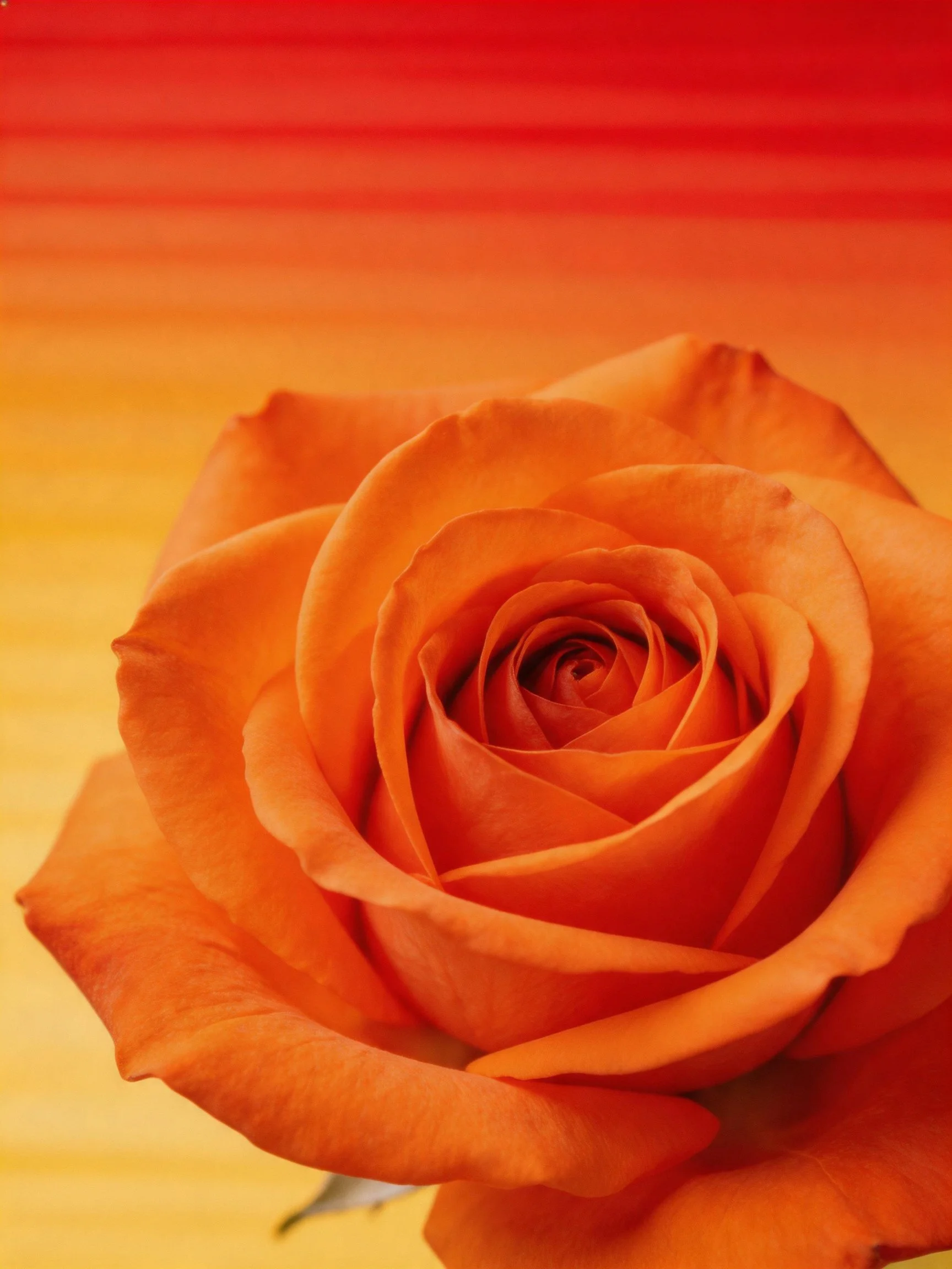 A vibrant orange rose with layered petals on a red-to-yellow gradient background