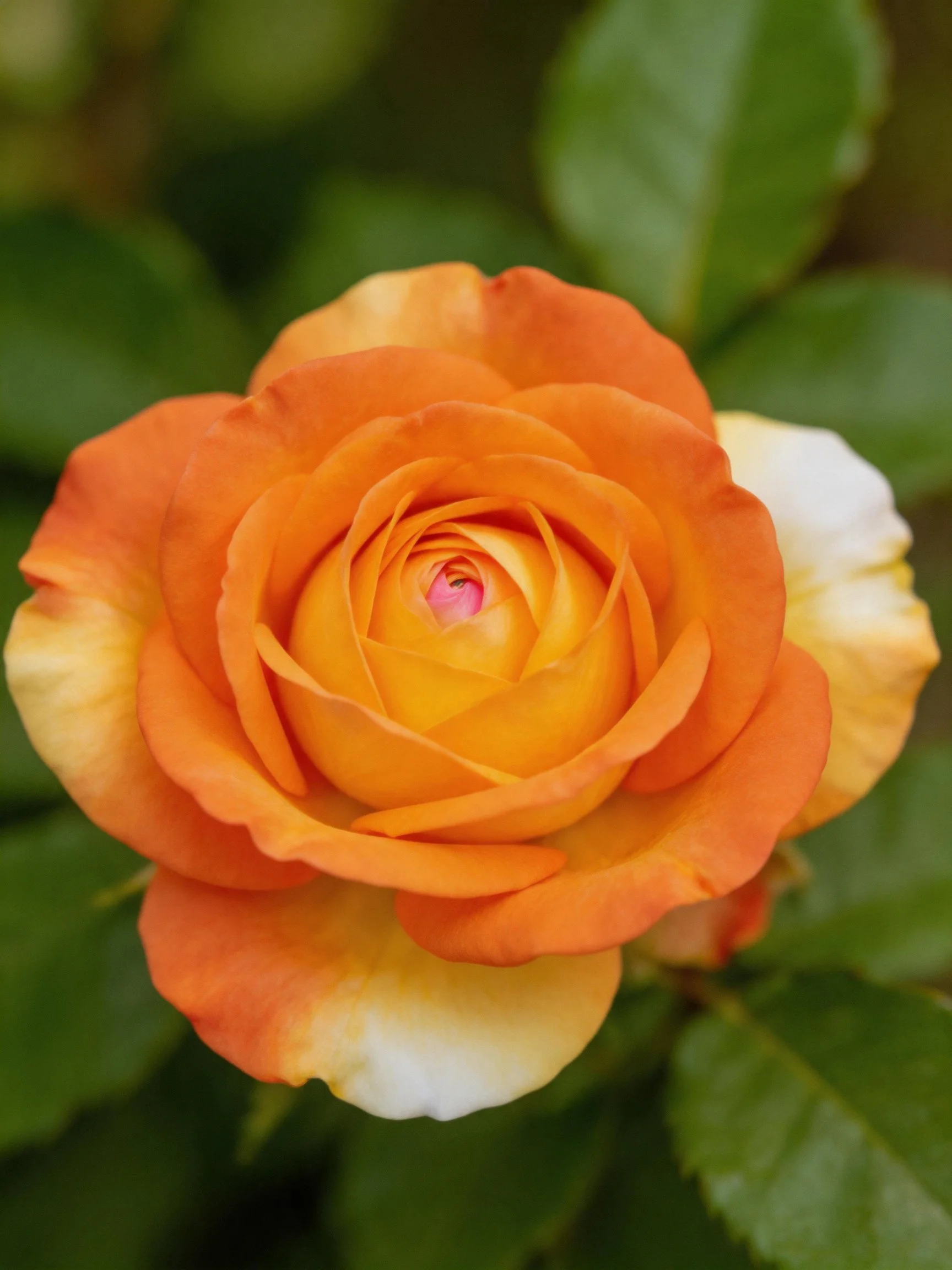 A vibrant orange rose with yellow accents, surrounded by green leaves