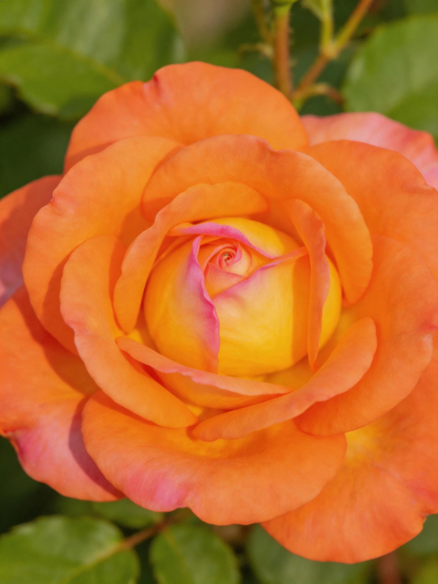 A vibrant orange rose with yellow andink center