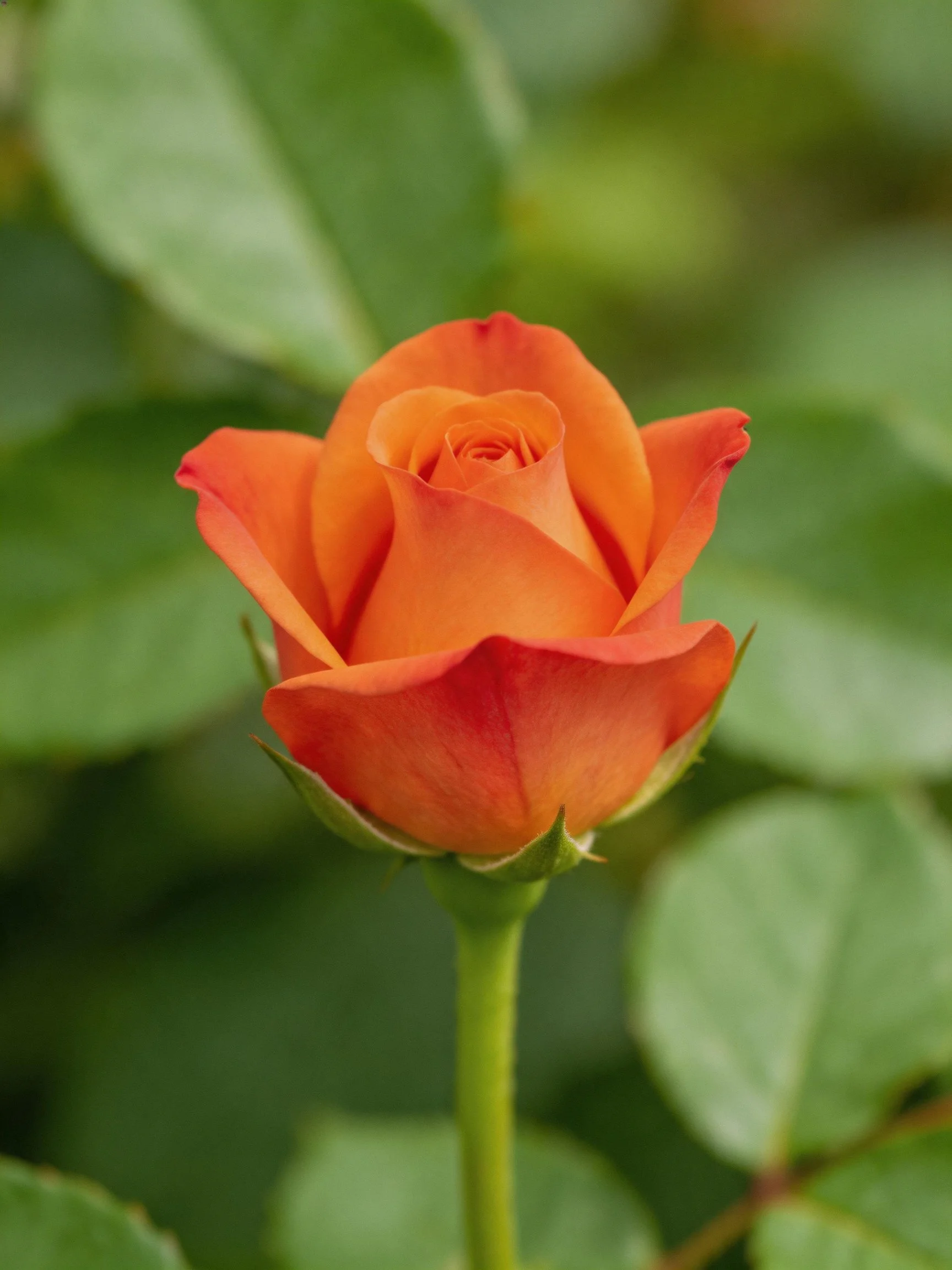 A vibrant orange rosebud surrounded by lush green leaves